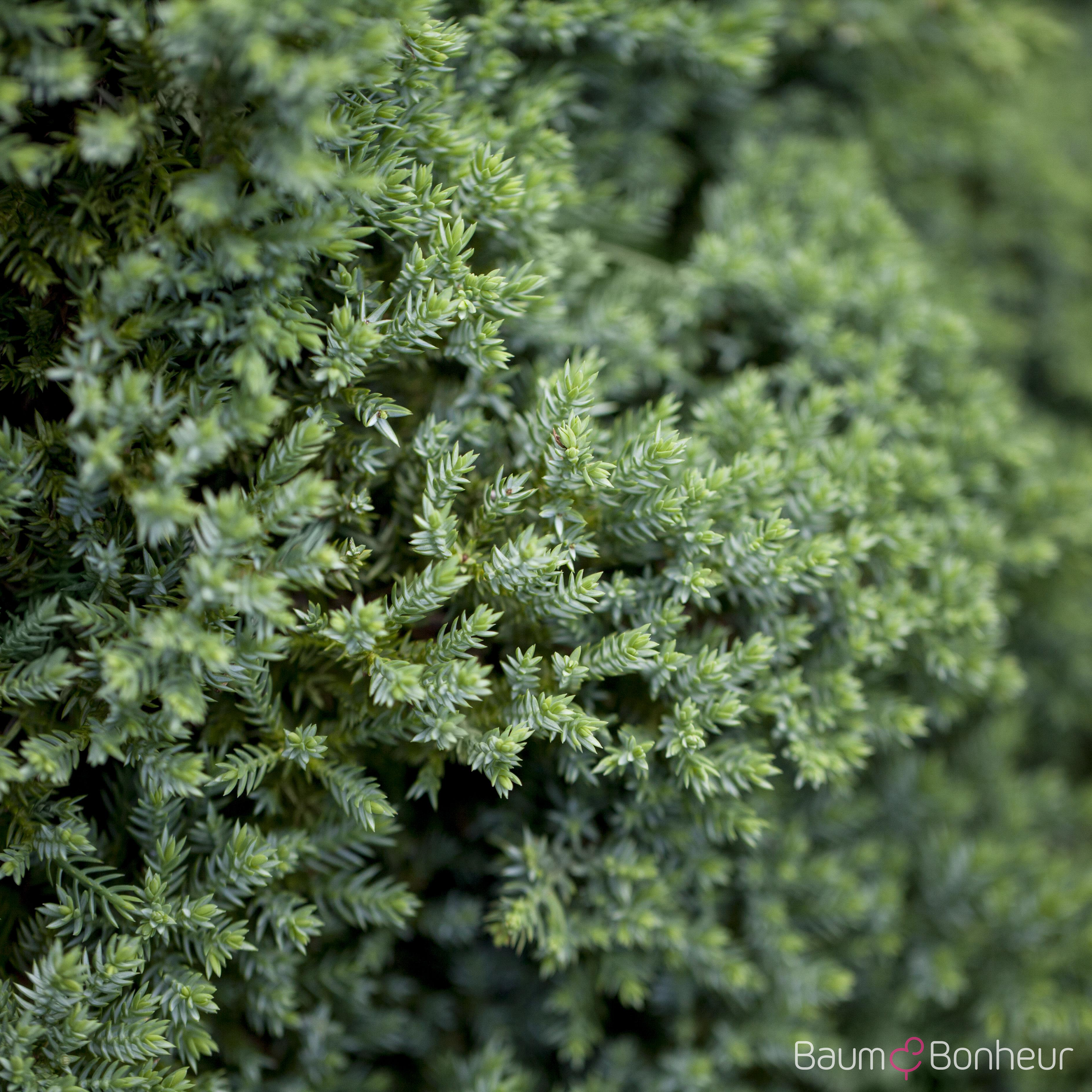 Juniperus communis 'Repanda'