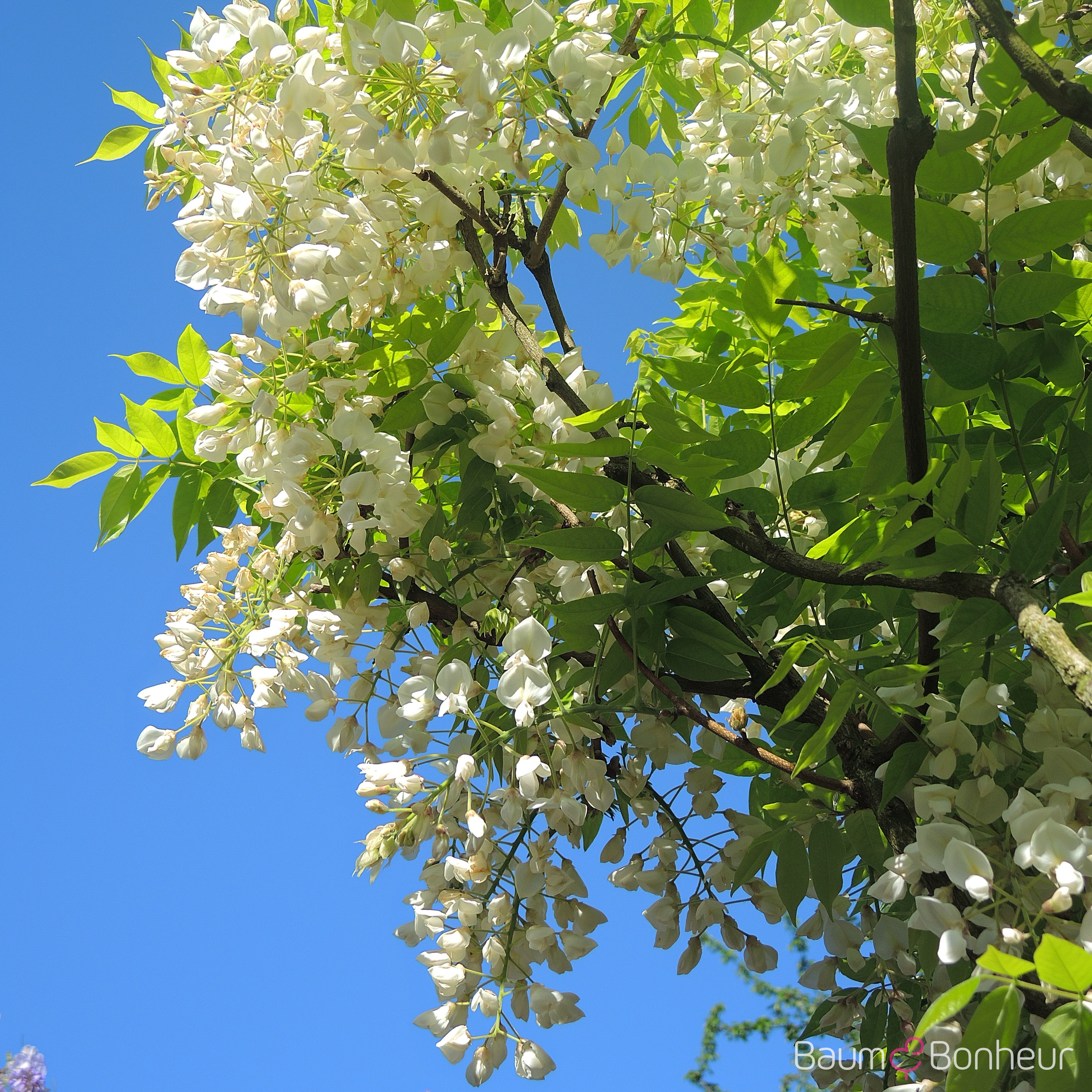 Wisteria sinensis 'Alba'