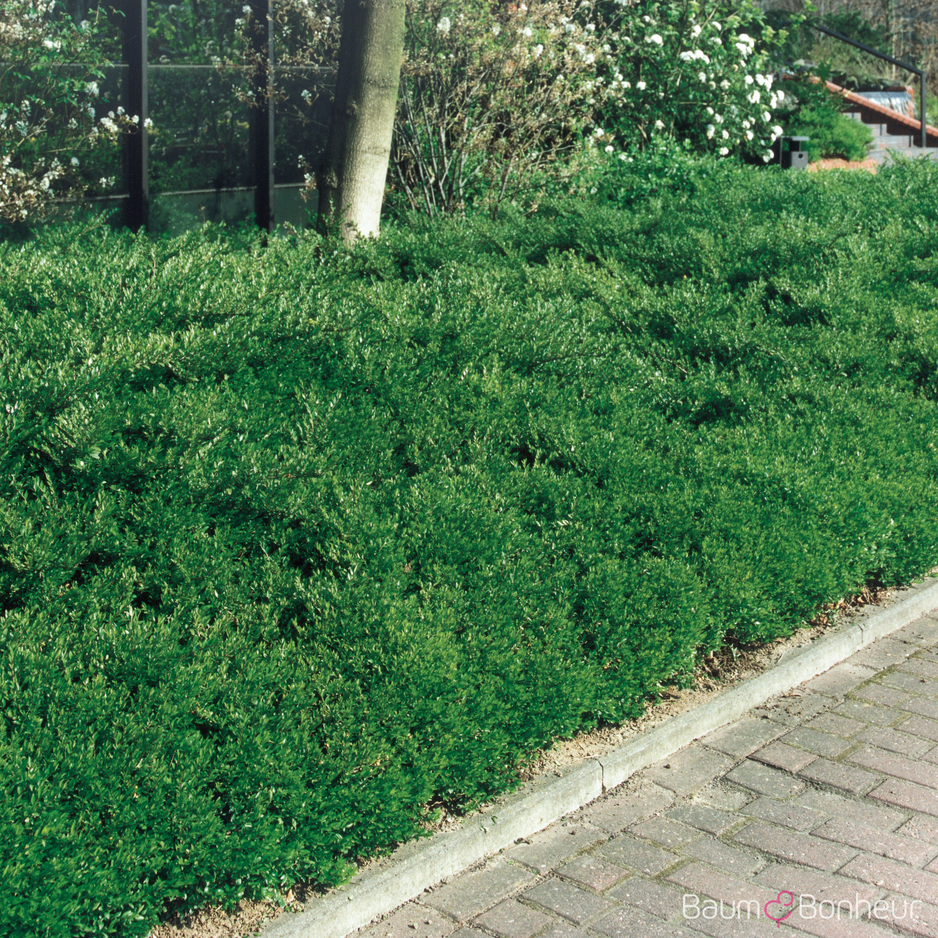 Lonicera nitida 'Maigrün'