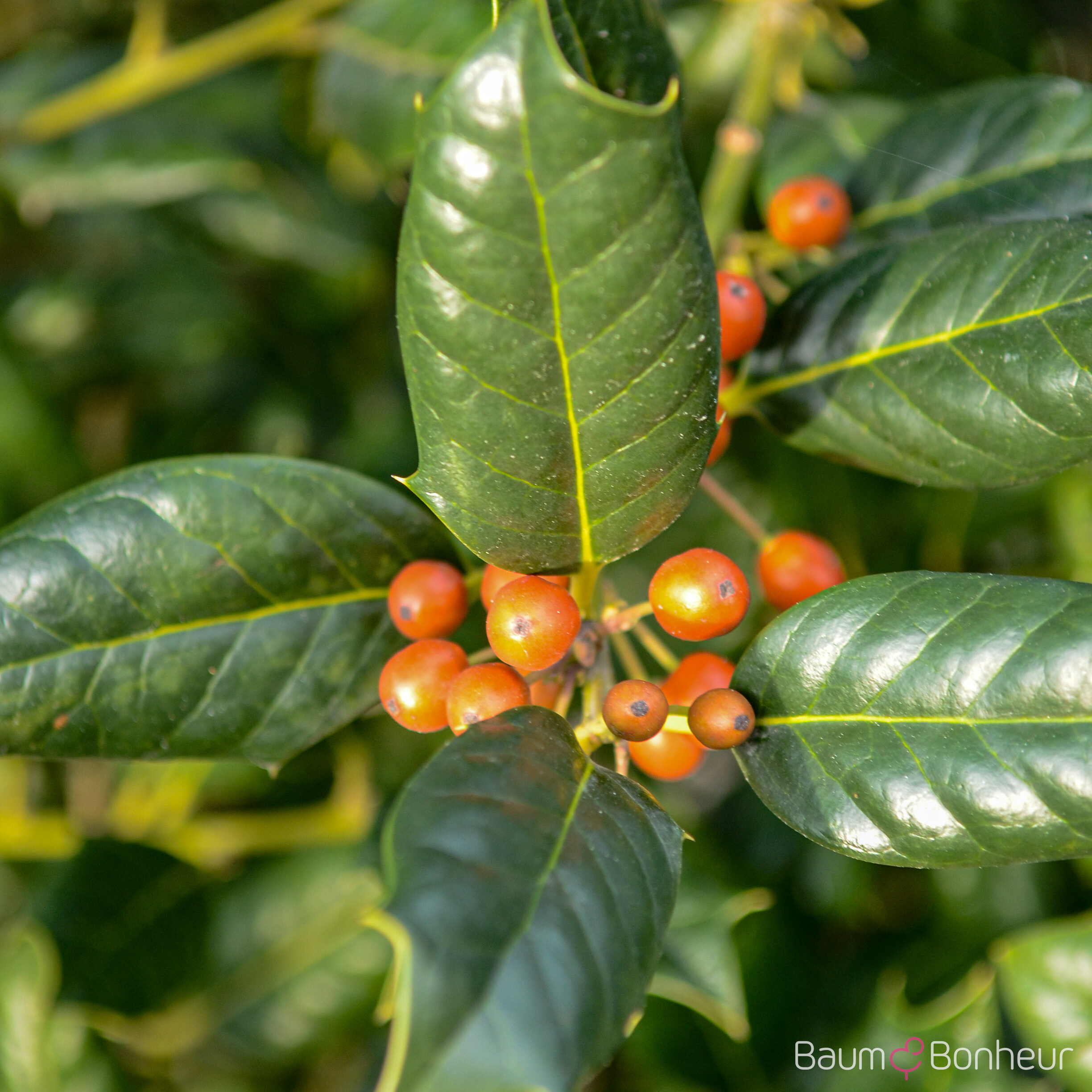 Ilex aquifolium