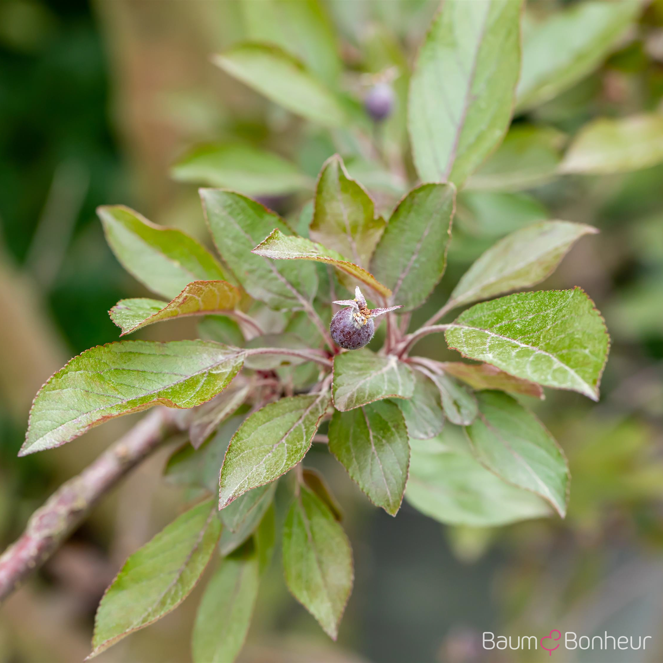 Malus 'Royalty'