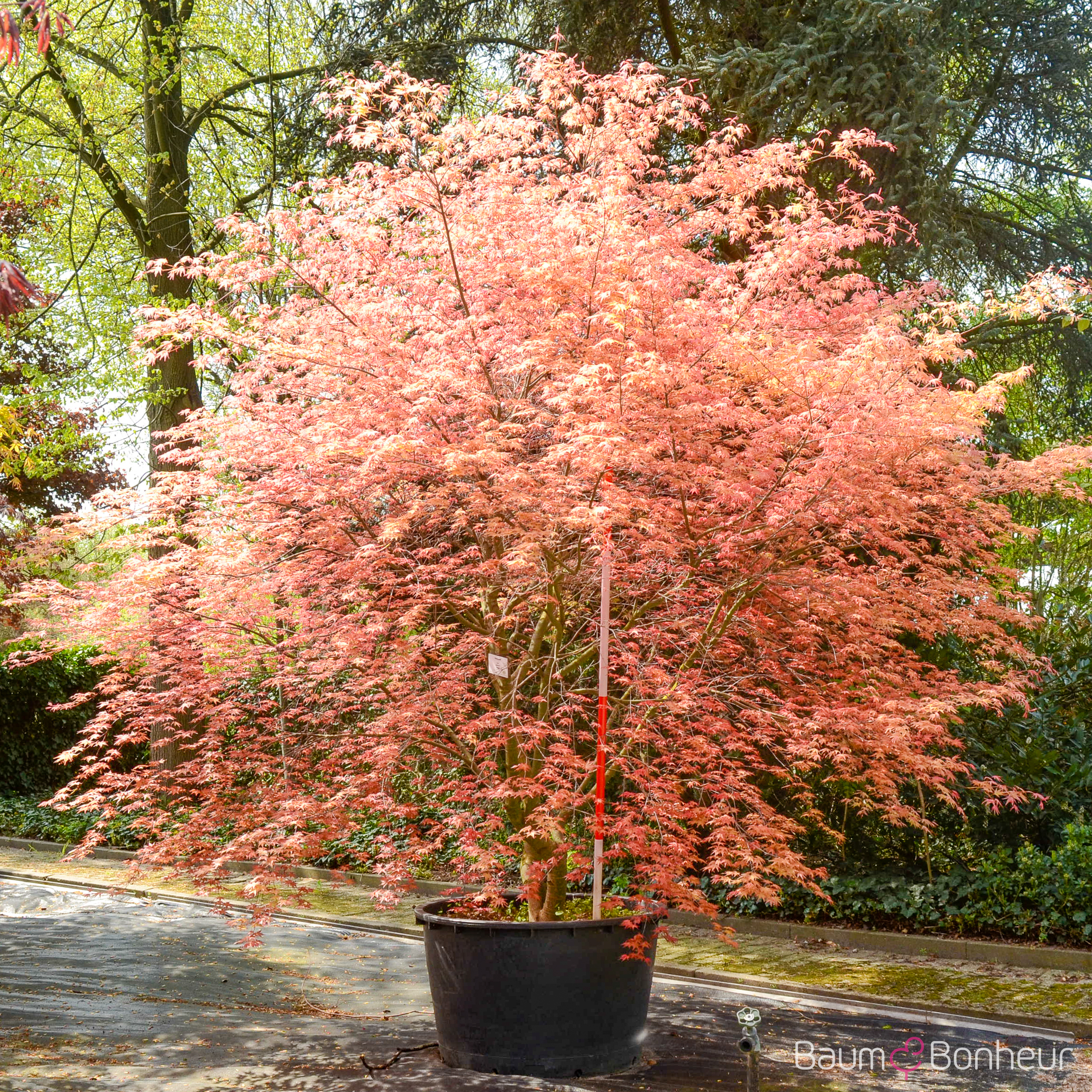 Acer palmatum 'Deshojo'