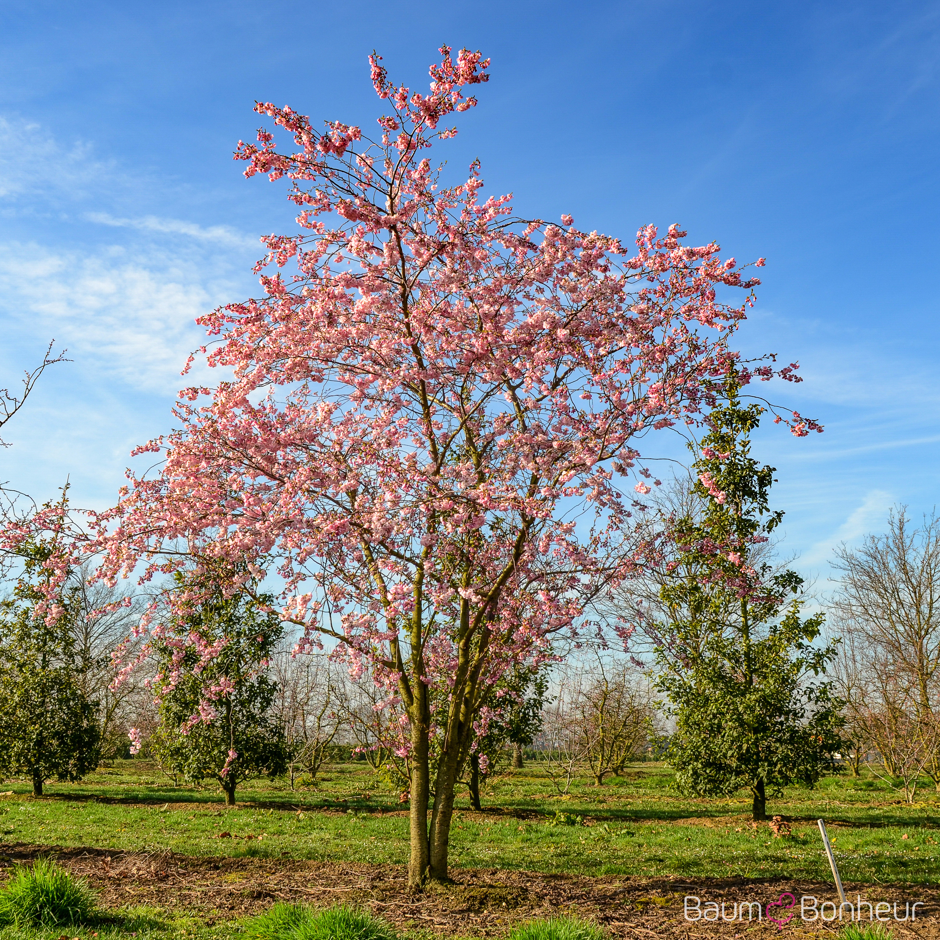 Prunus subhirtella 'Accolade'