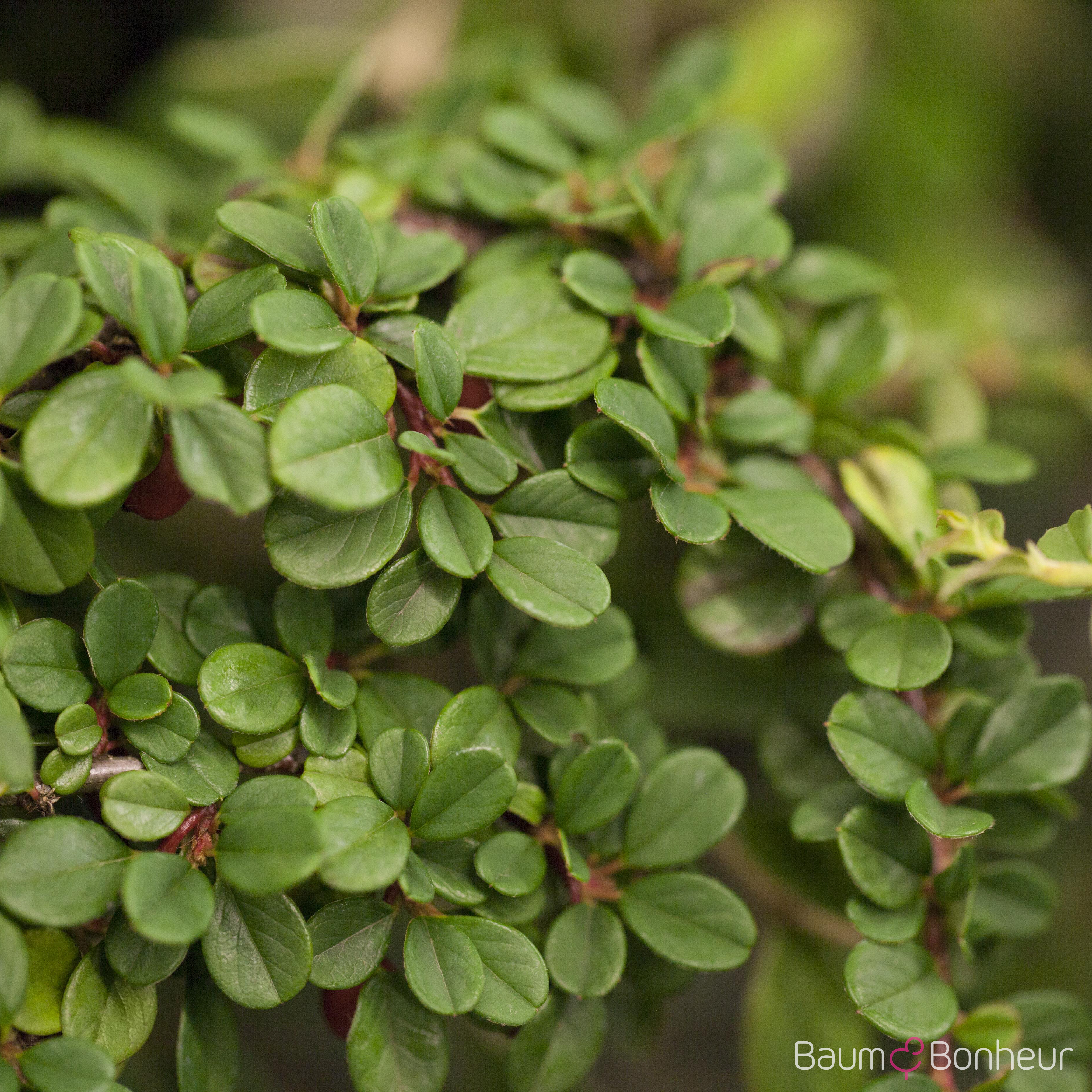 Cotoneaster micro.'Streibs Findling'