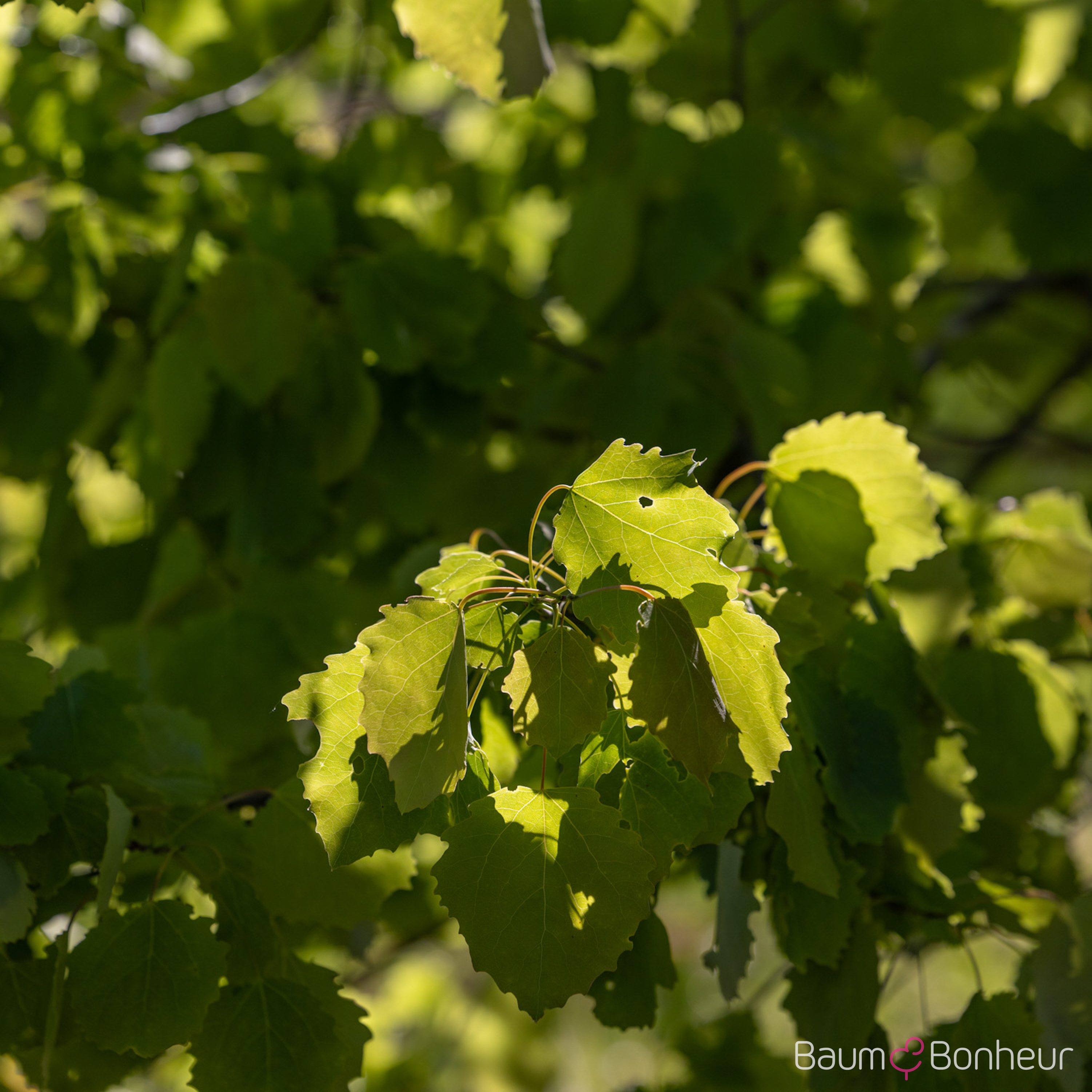 Populus tremula
