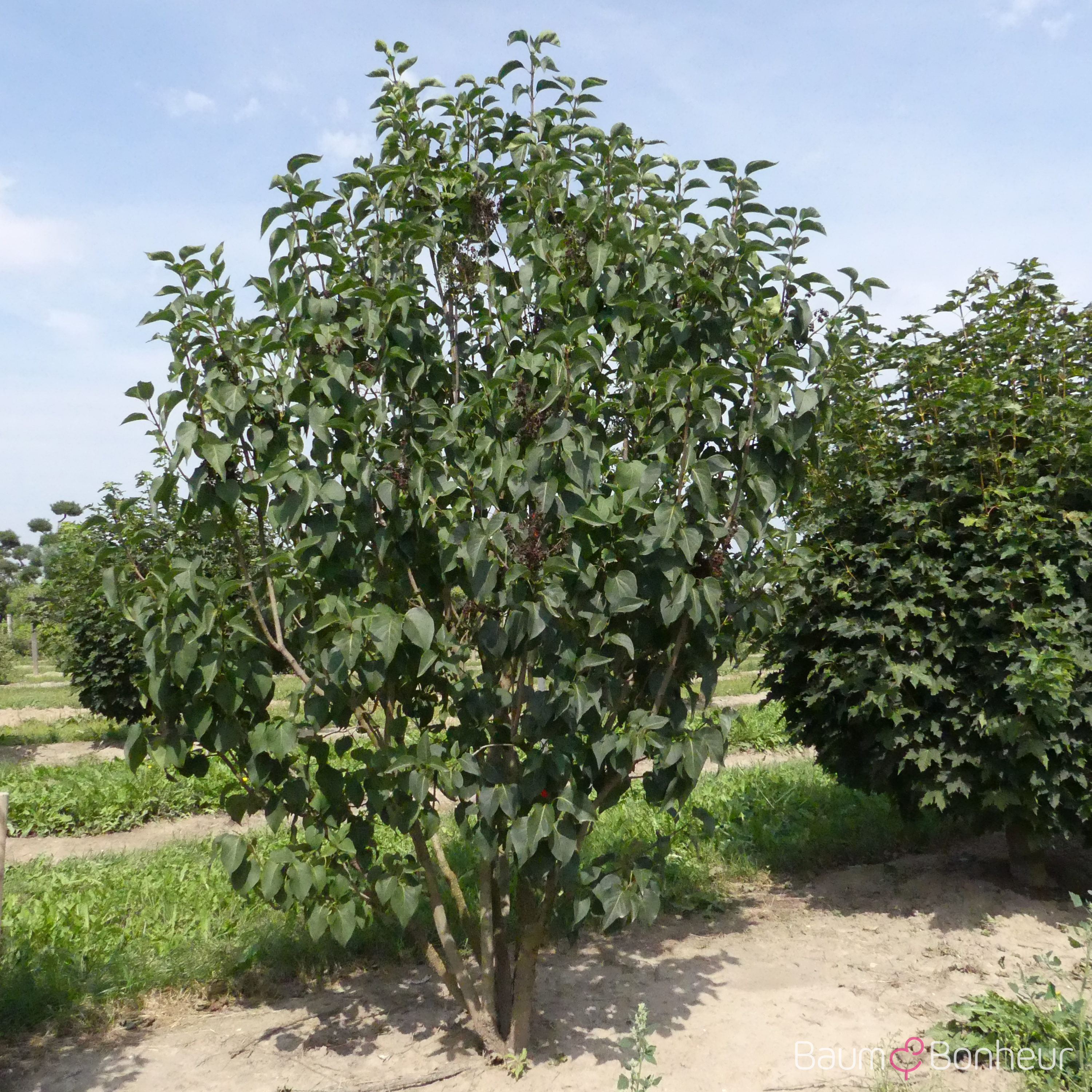 Syringa vulgaris 'Prince Wolkonsky'