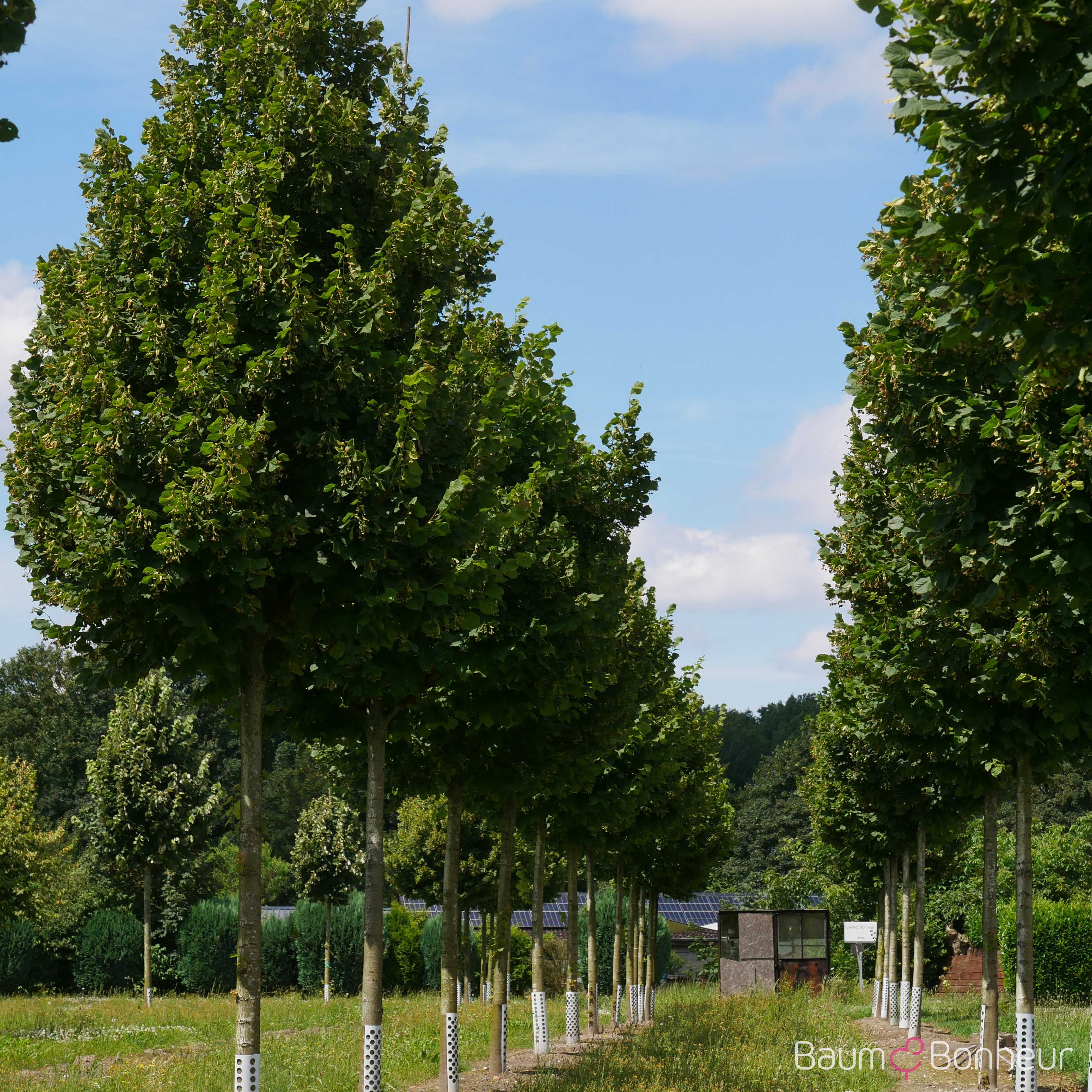 Tilia platyphyllos 'Rubra'