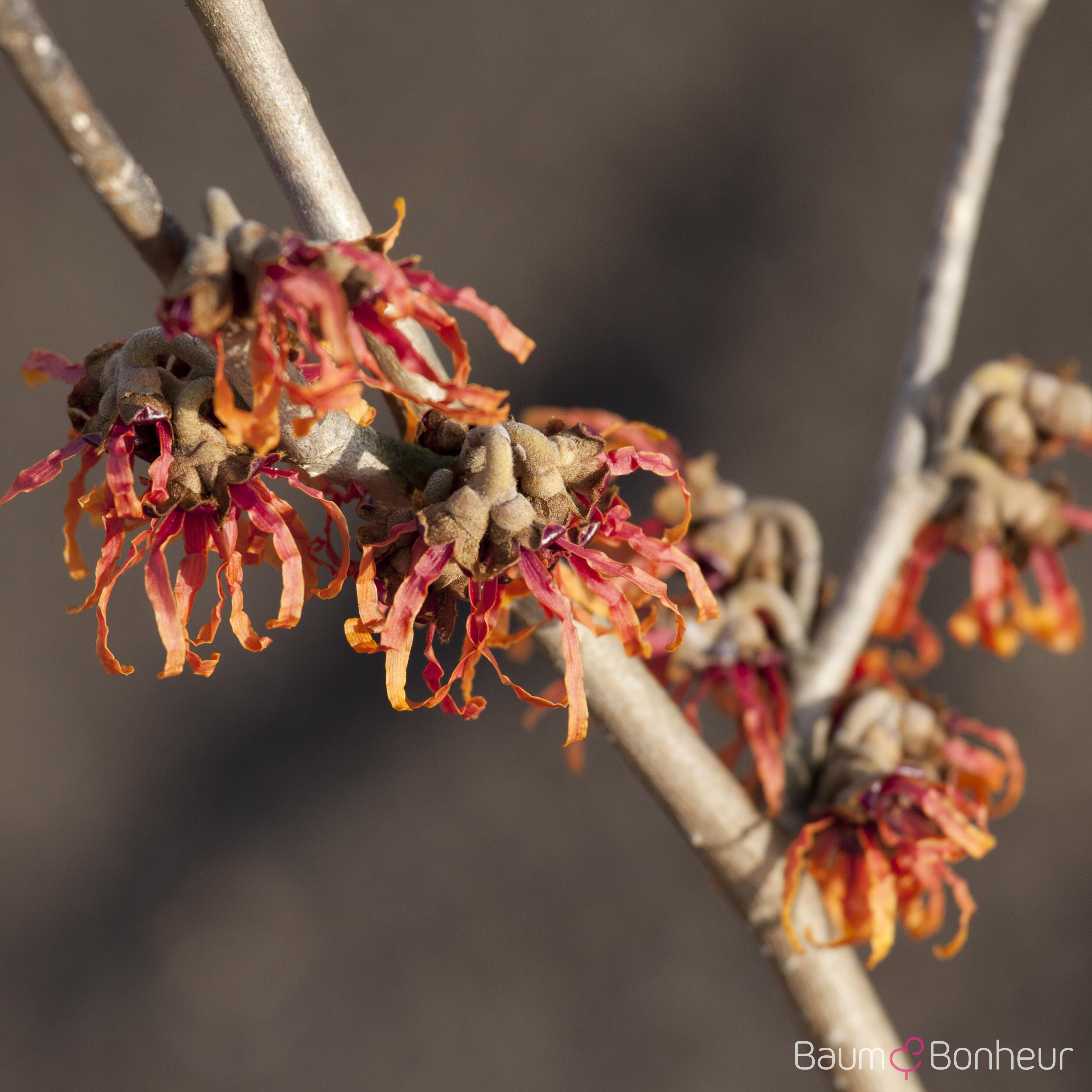 Hamamelis intermedia 'Diane'