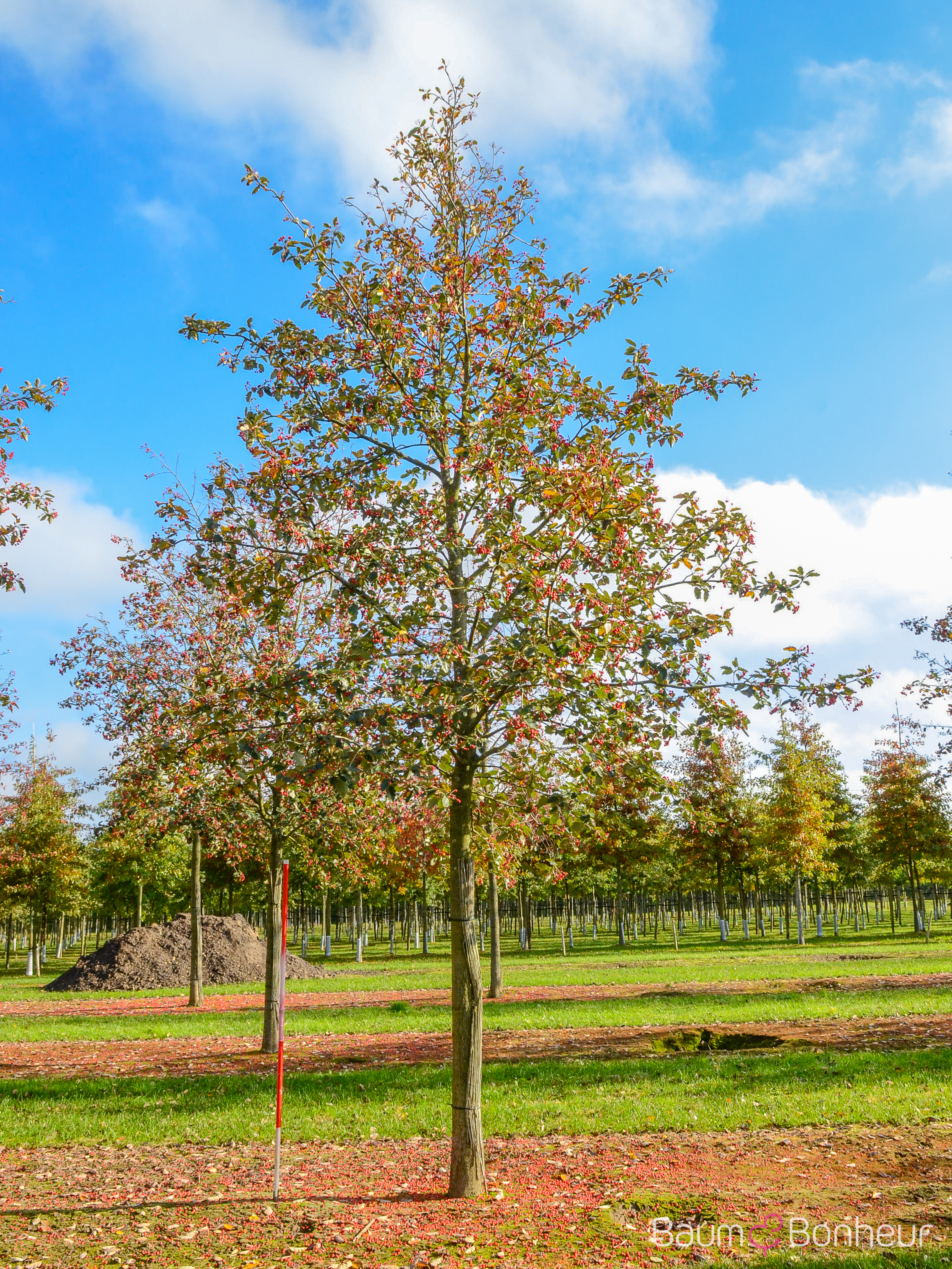 Sorbus intermedia 'Brouwers'