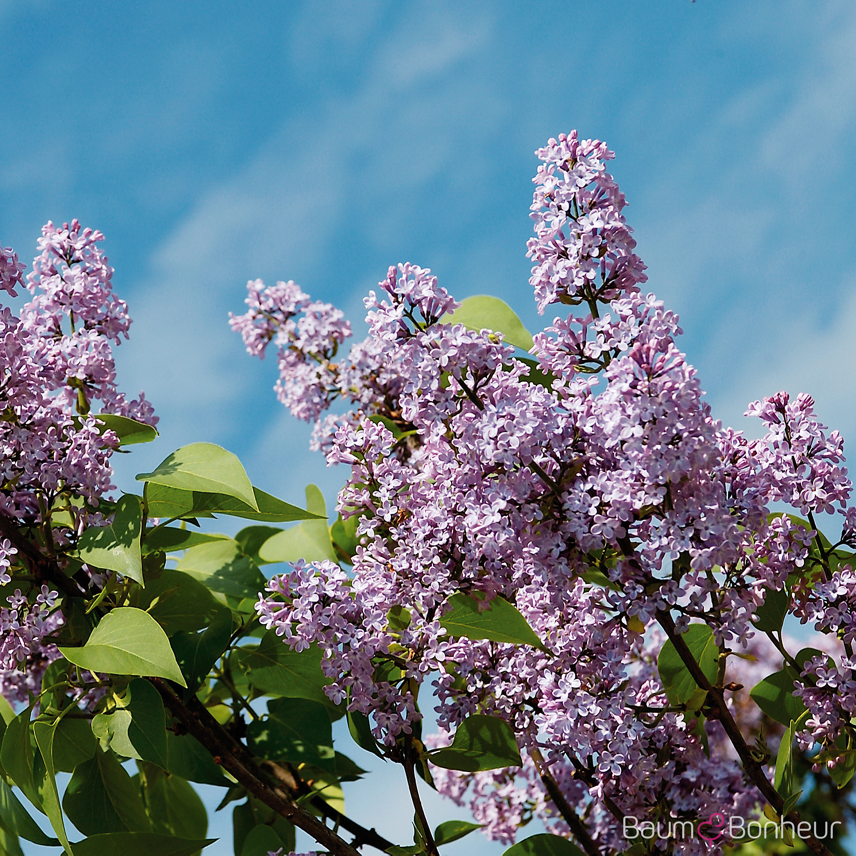 Syringa vulgaris