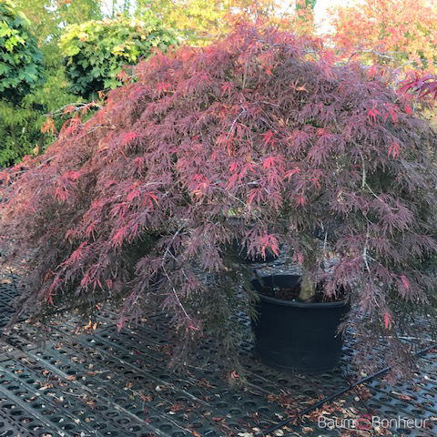 Acer palmatum 'Inaba-shidare'