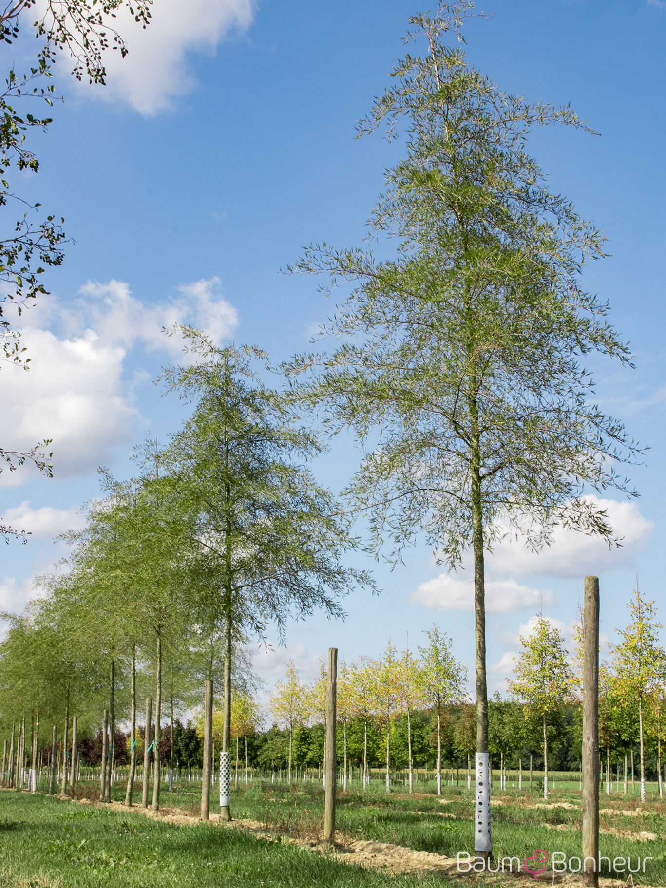Alnus glutinosa 'Imperialis'