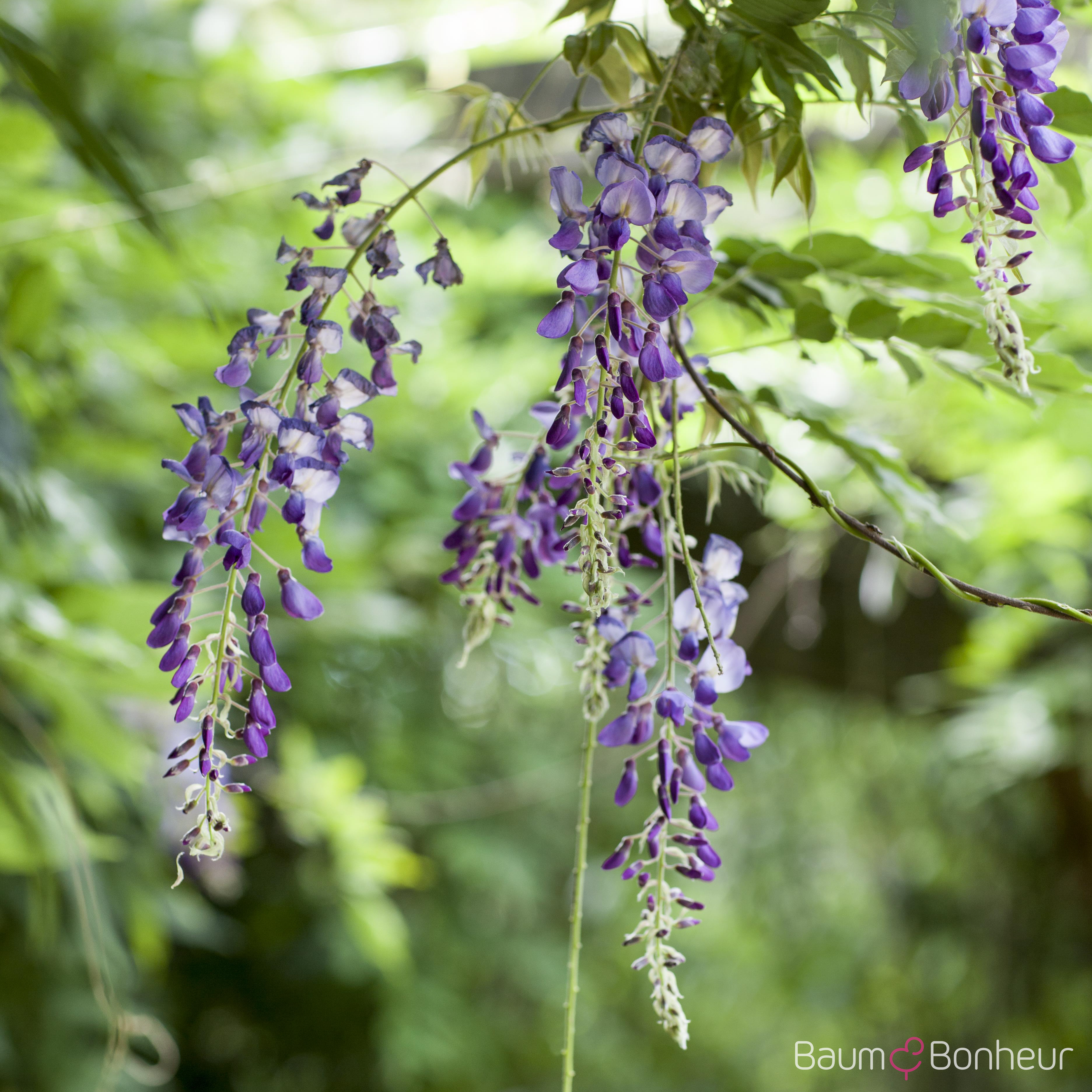 Wisteria floribunda