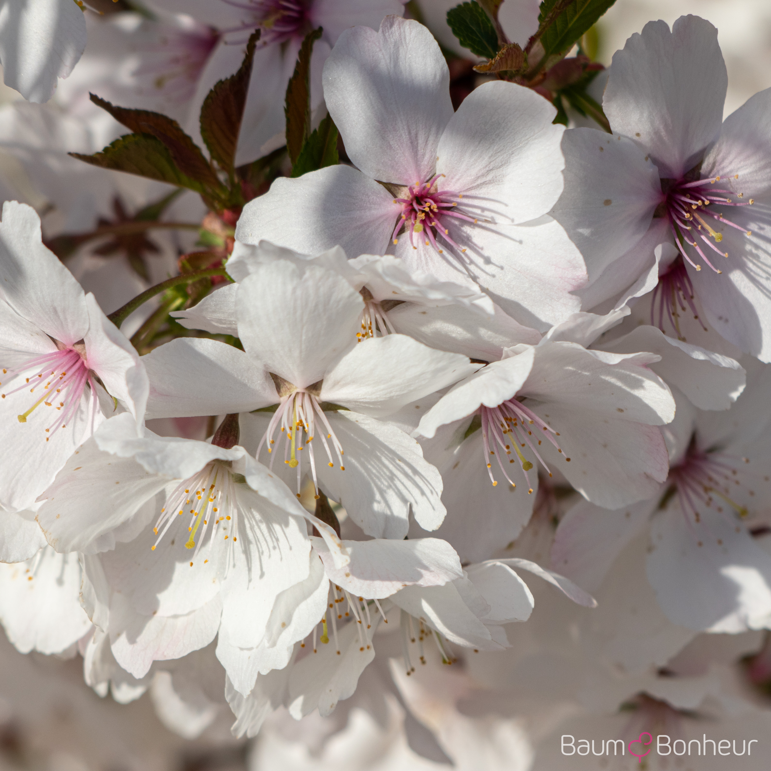Prunus incisa 'The Bride'