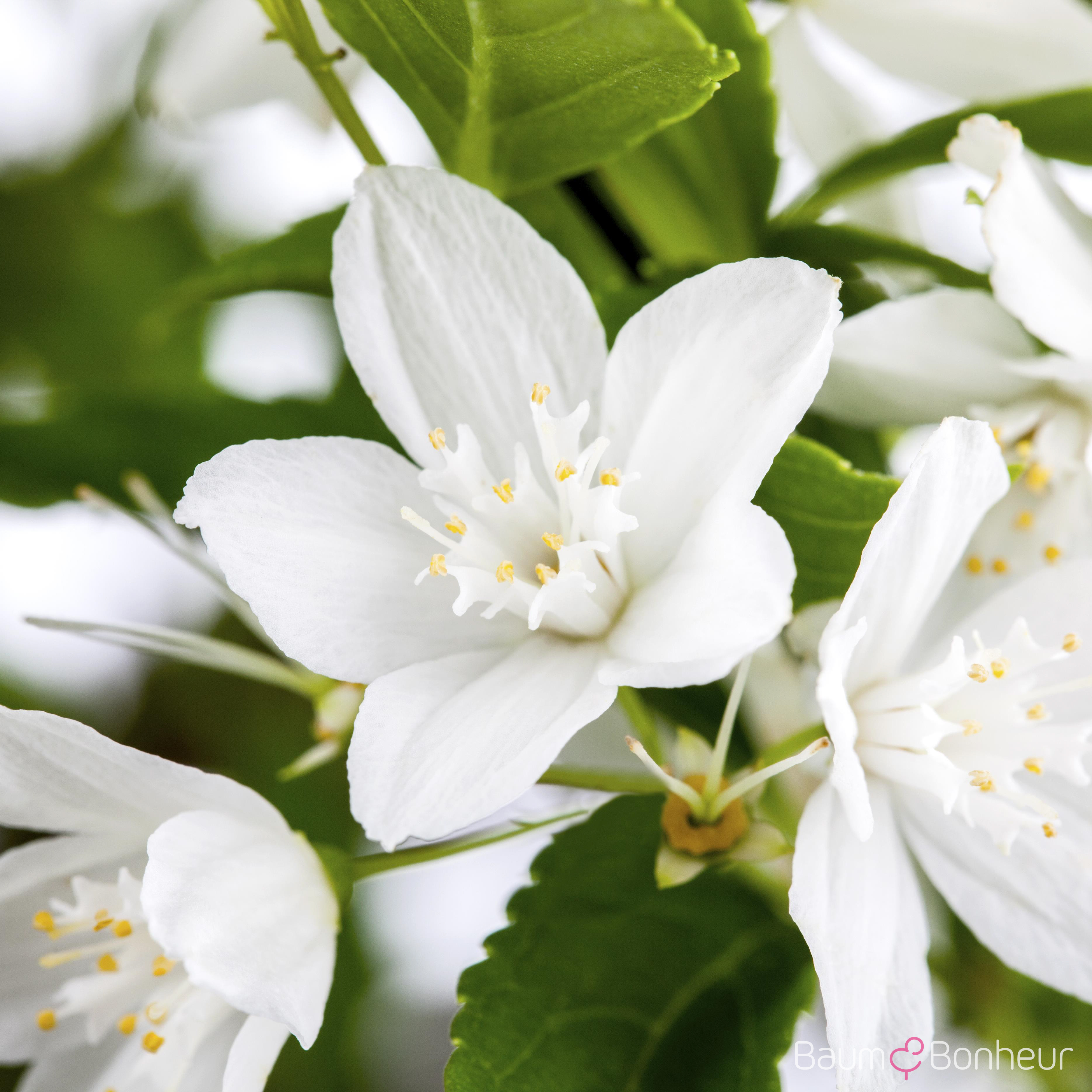 Deutzia gracilis