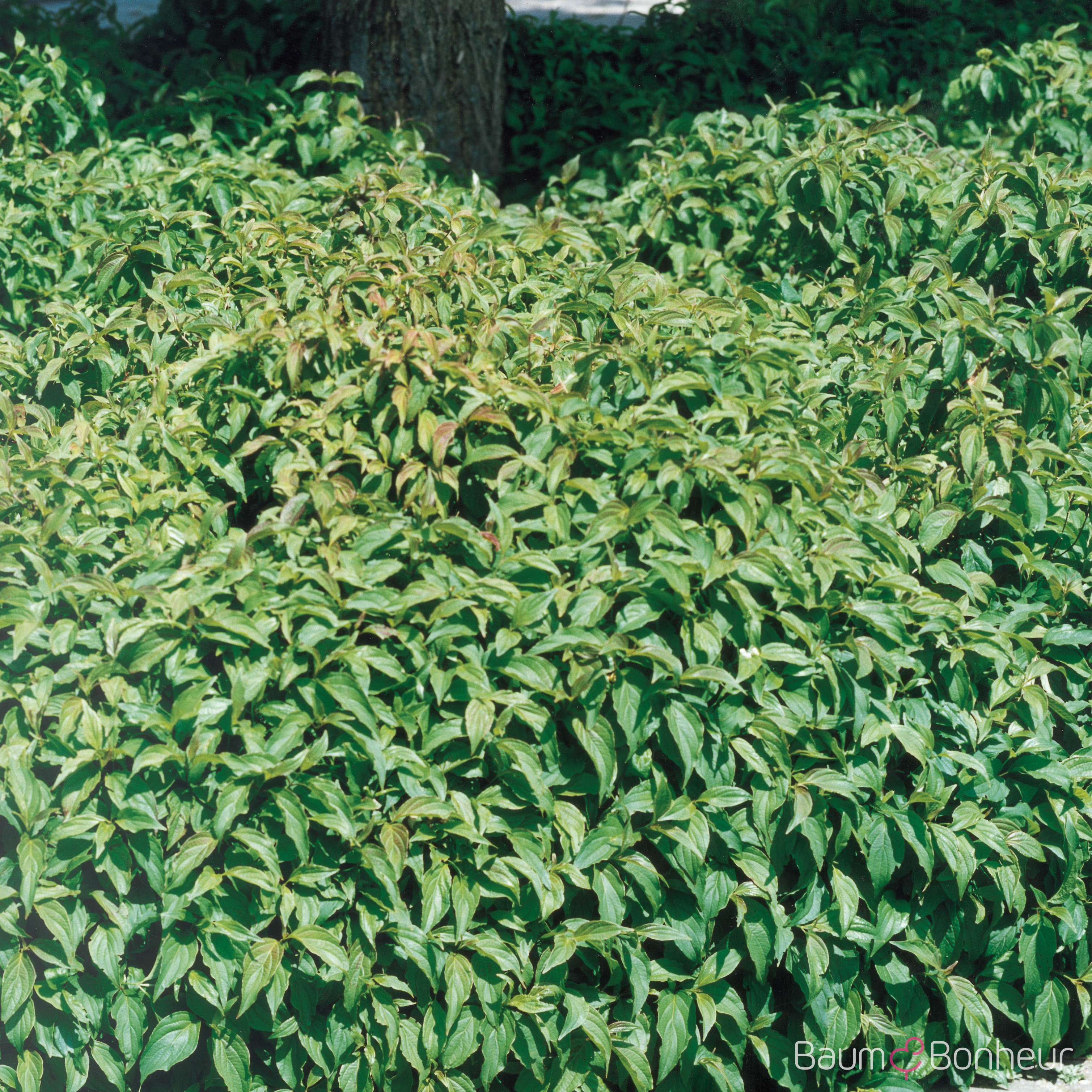 Cornus stolonifera 'Kelsey'