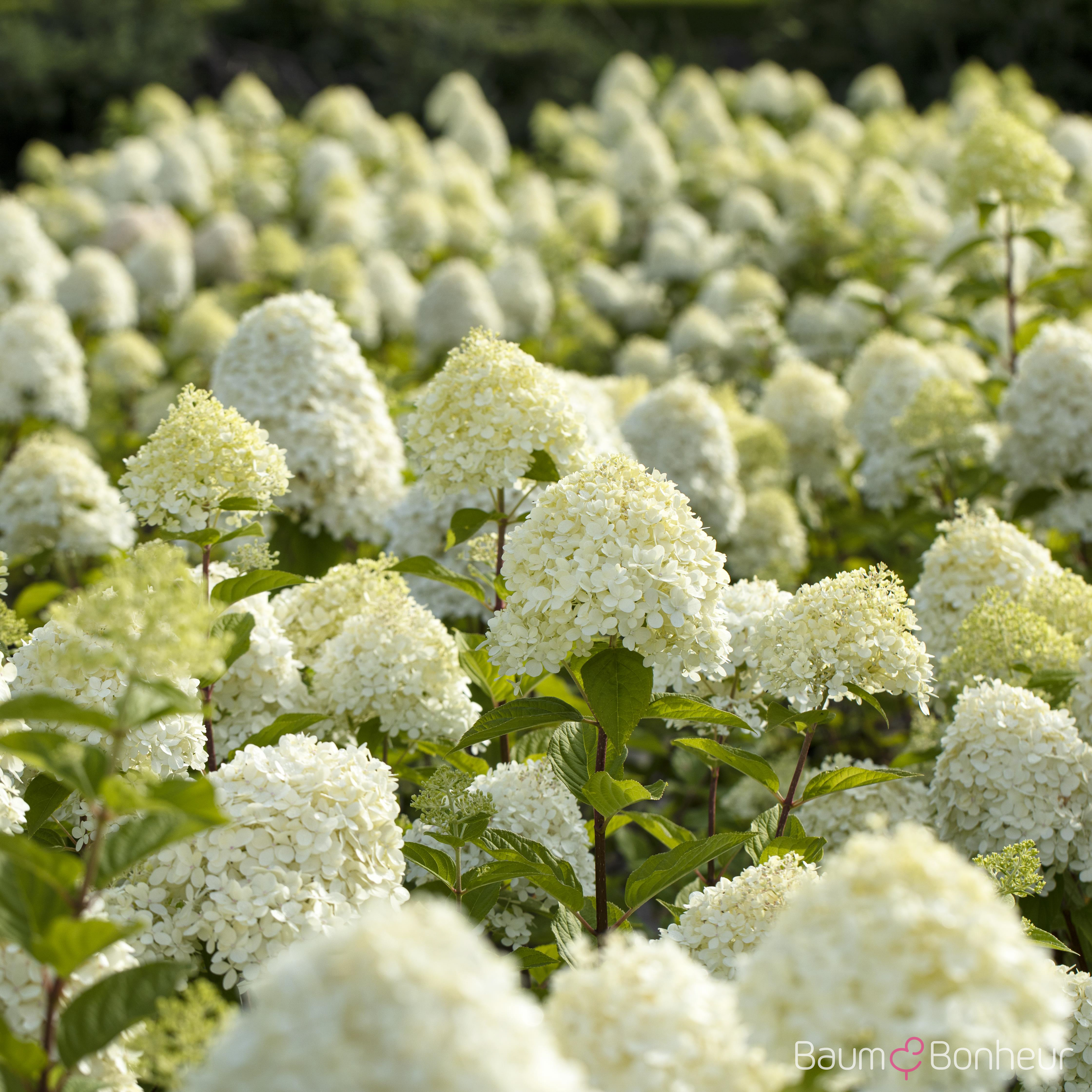 Hydrangea paniculata 'Limelight' -S-