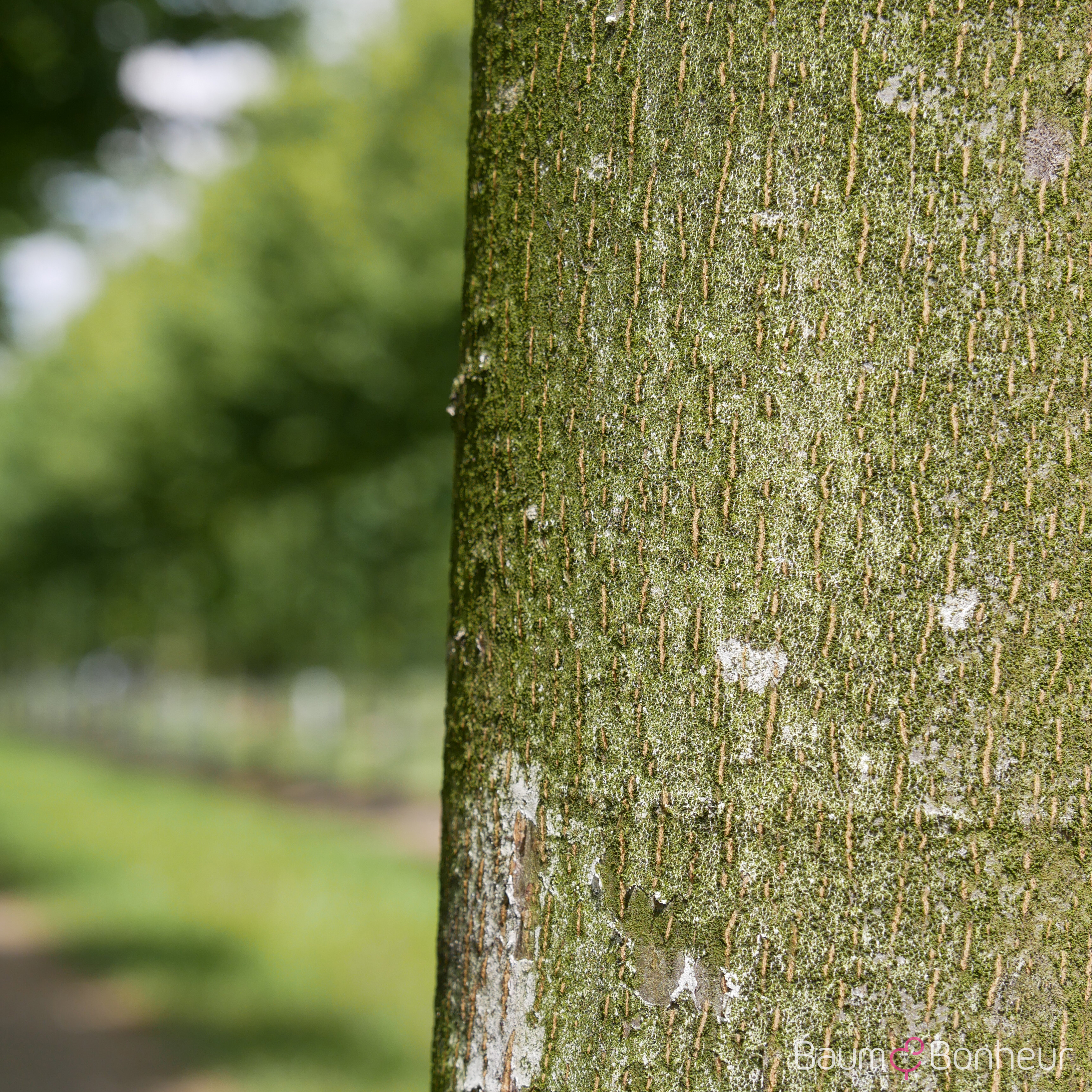 Tilia cordata 'Dila' -S-