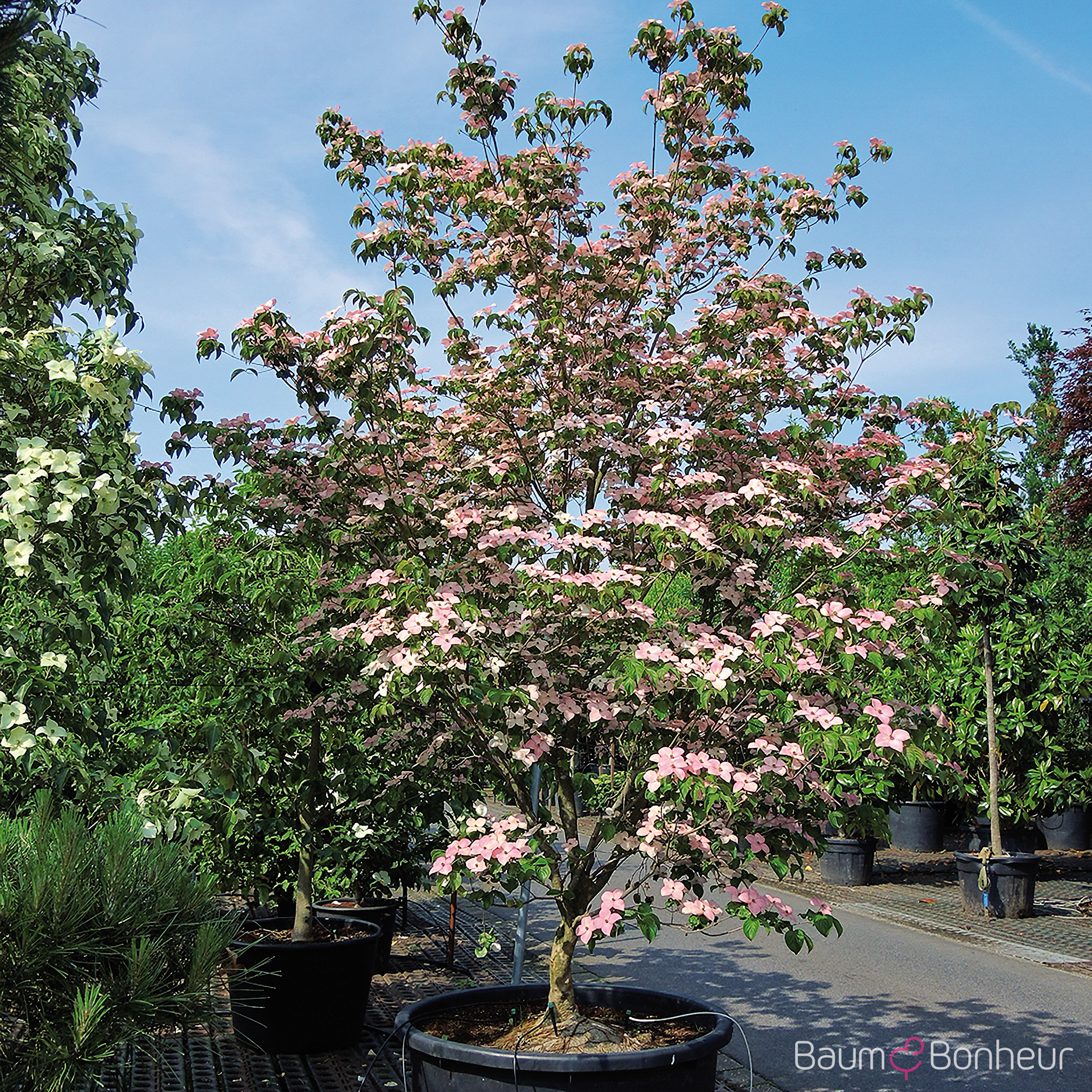 Cornus kousa 'Satomi'