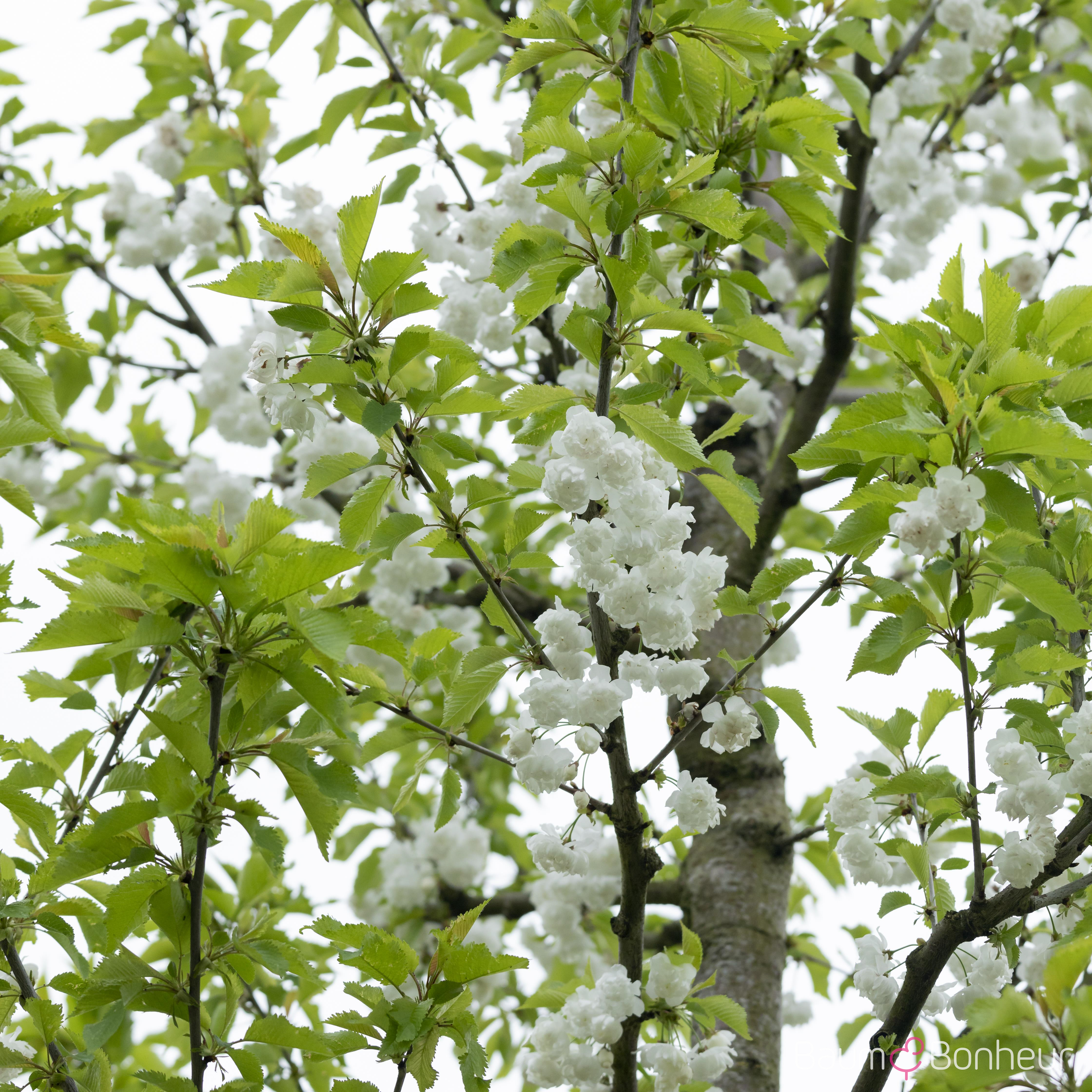 Prunus avium 'Plena'