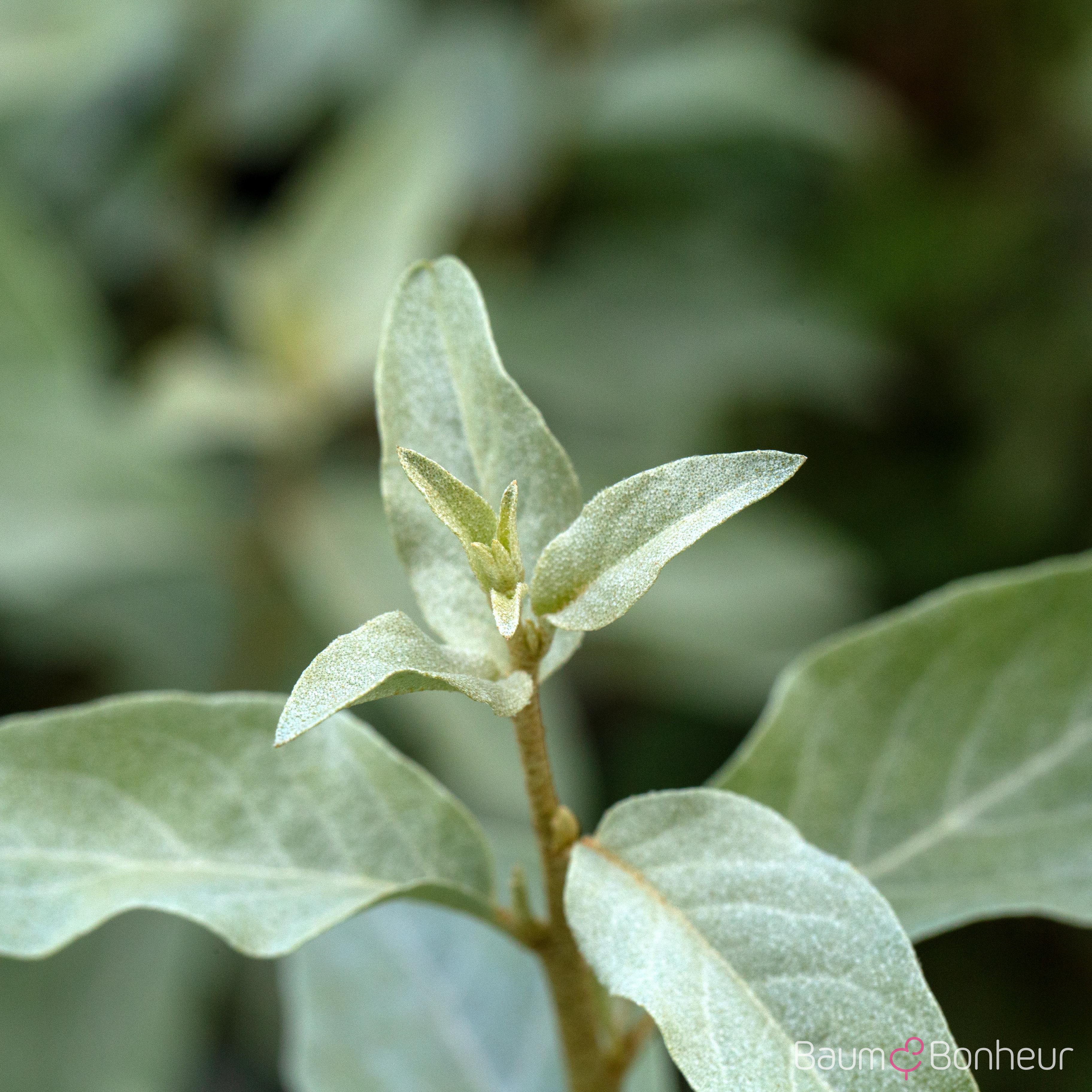 Elaeagnus commutata 'Zempin'