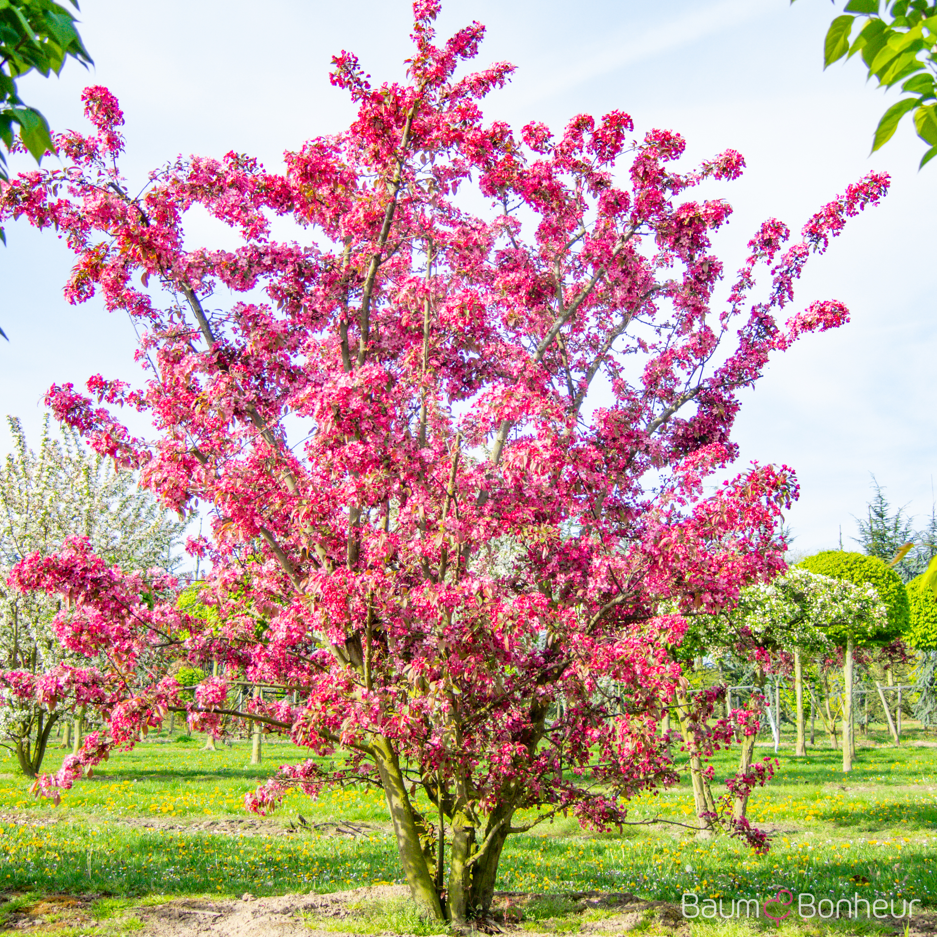 Malus 'Coccinella'