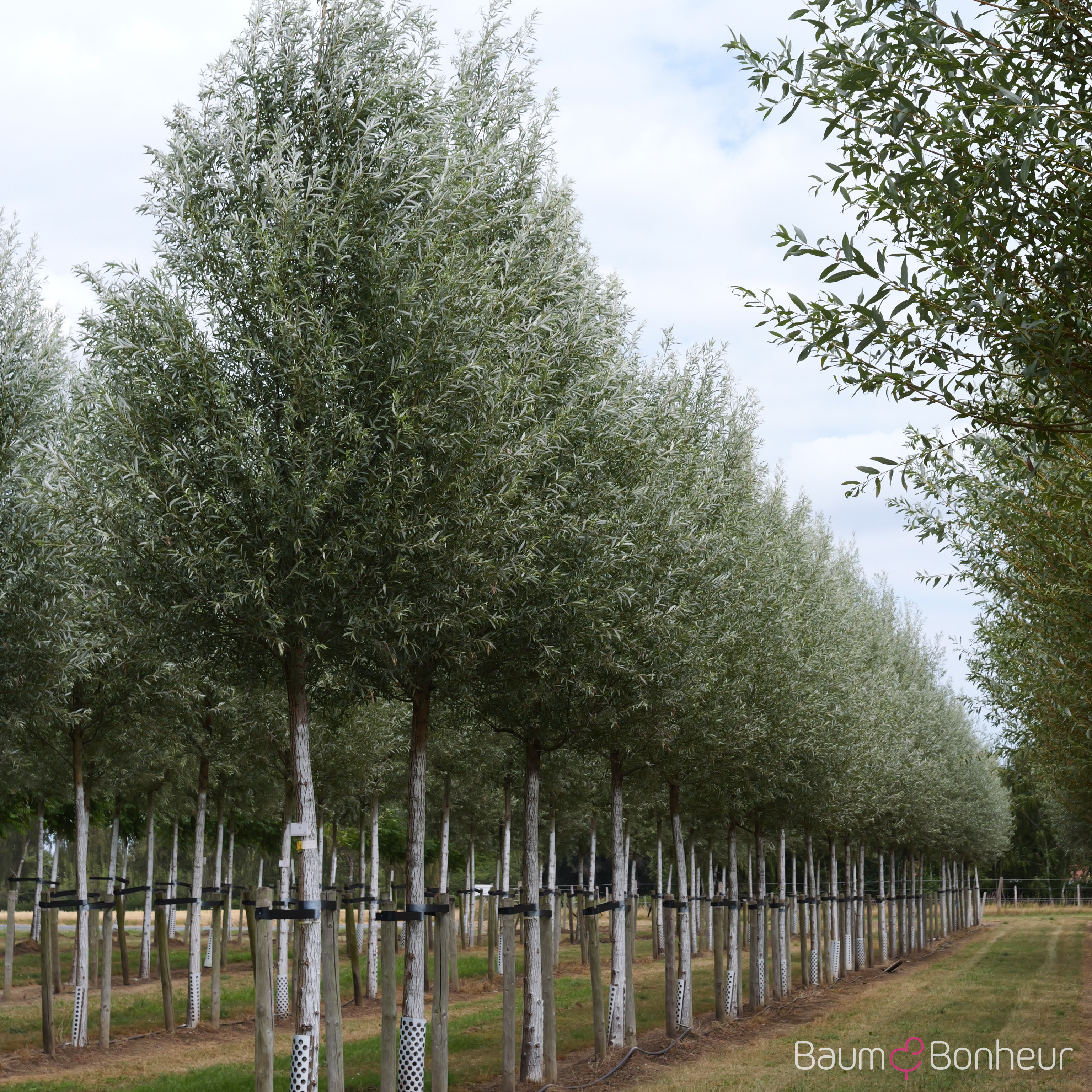 Salix alba