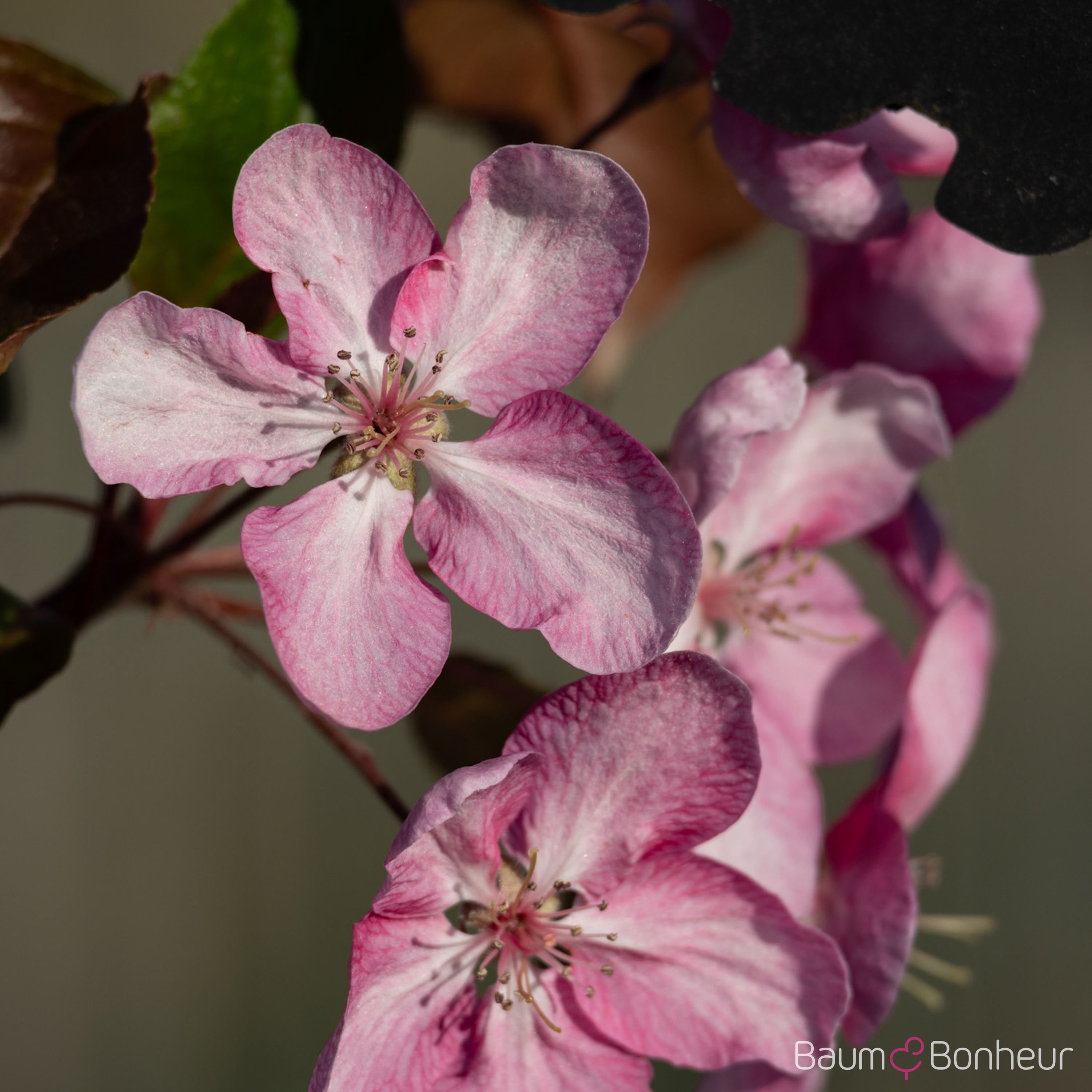 Malus 'Rudolph'