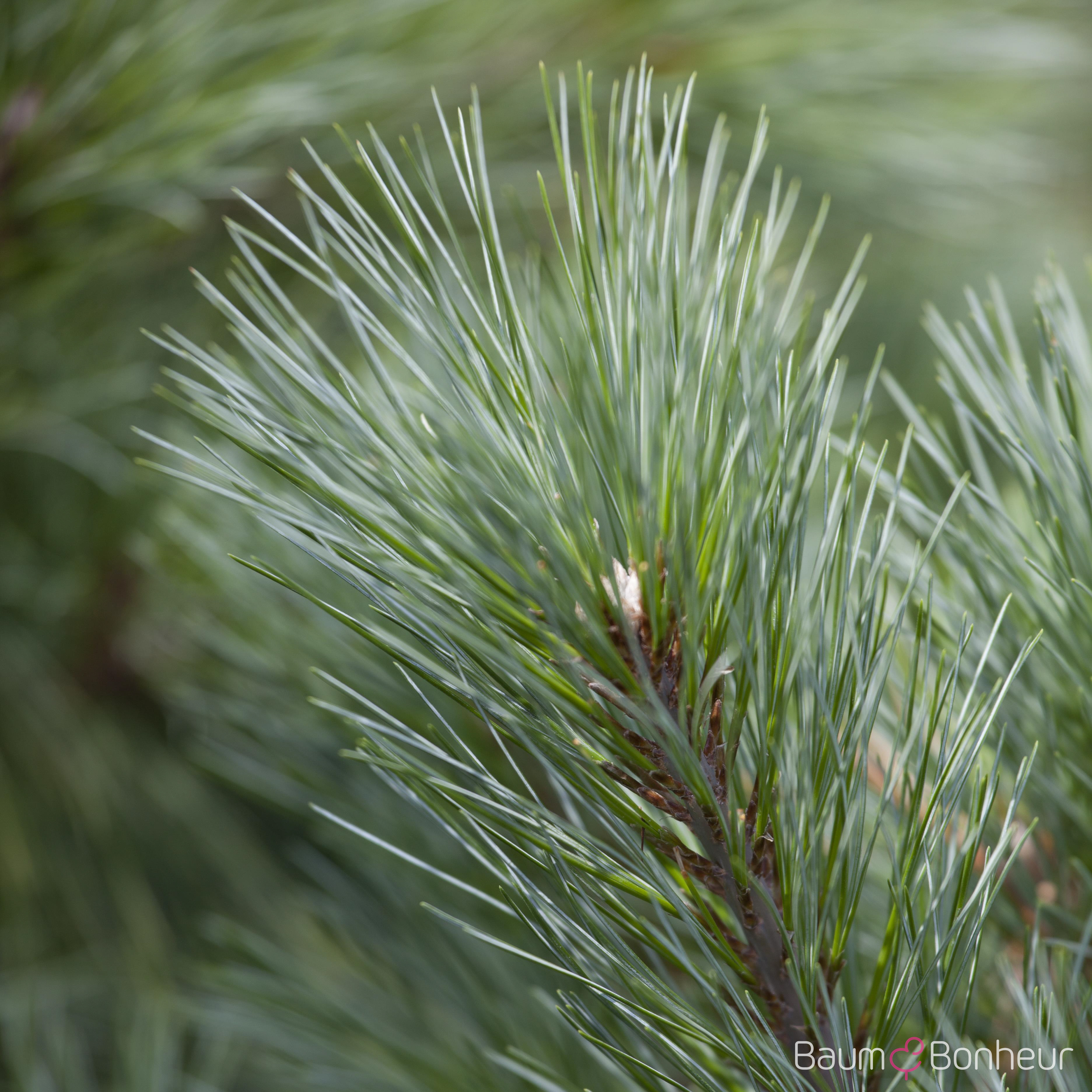 Pinus strobus