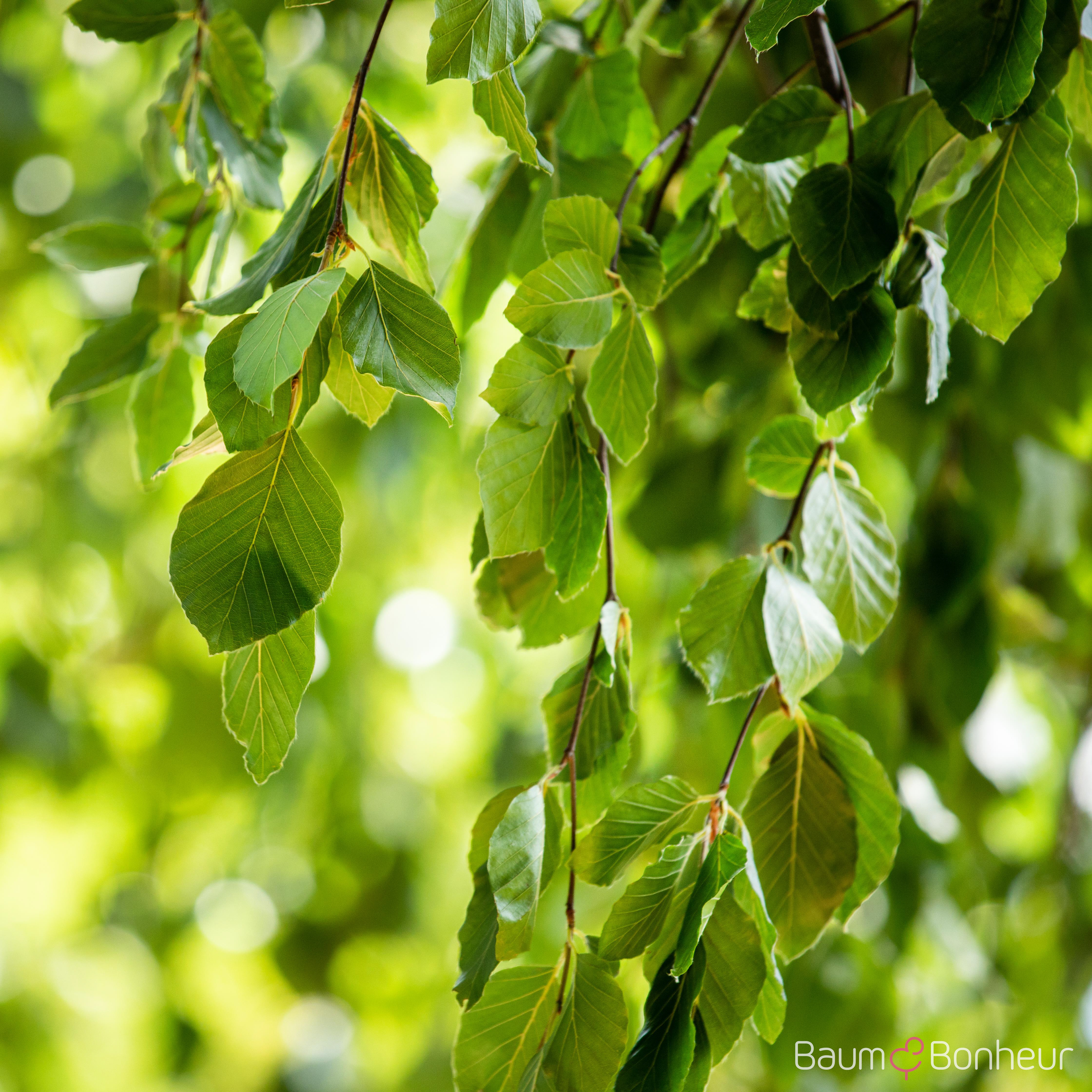 Fagus sylvatica 'Pendula'