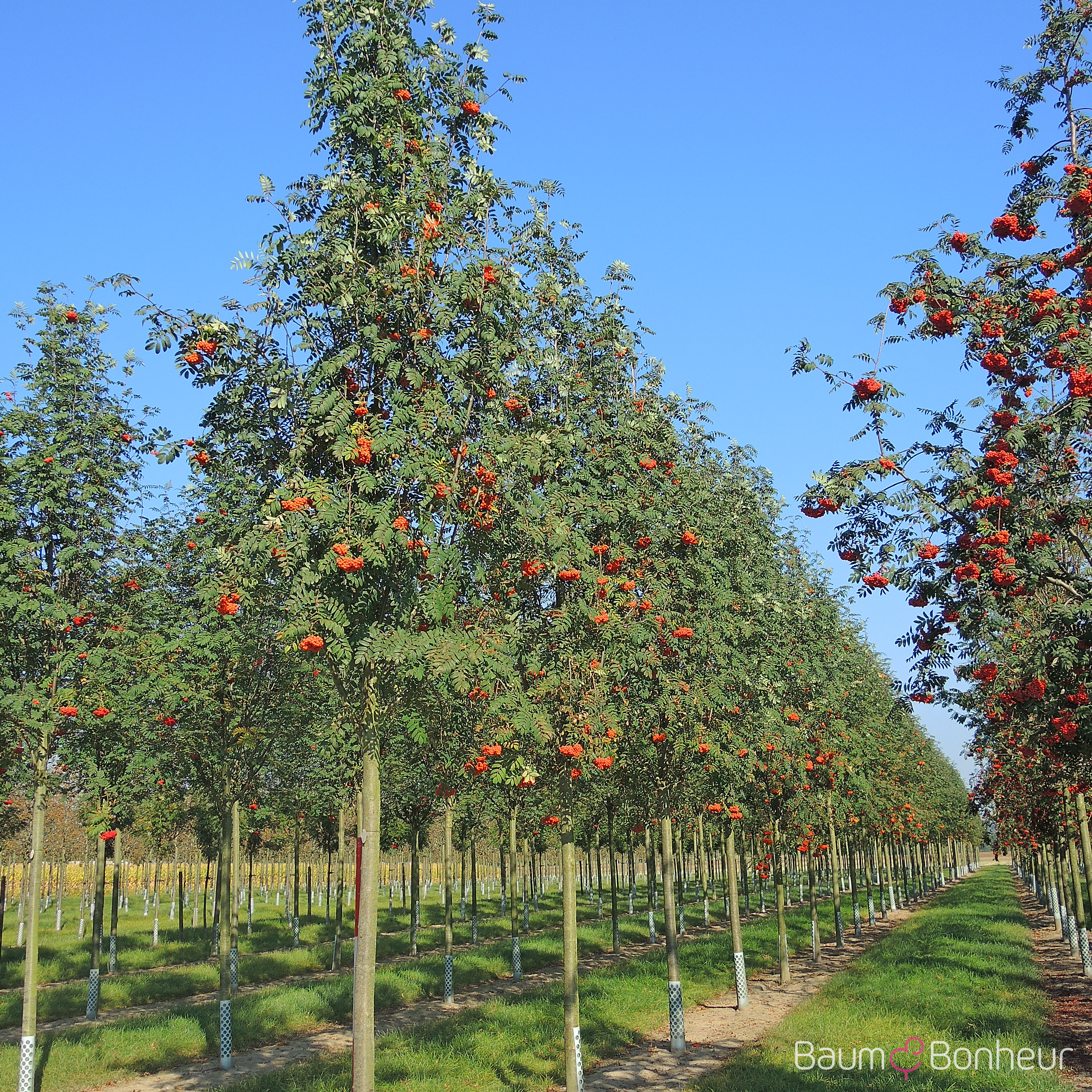 Sorbus aucuparia 'Edulis'