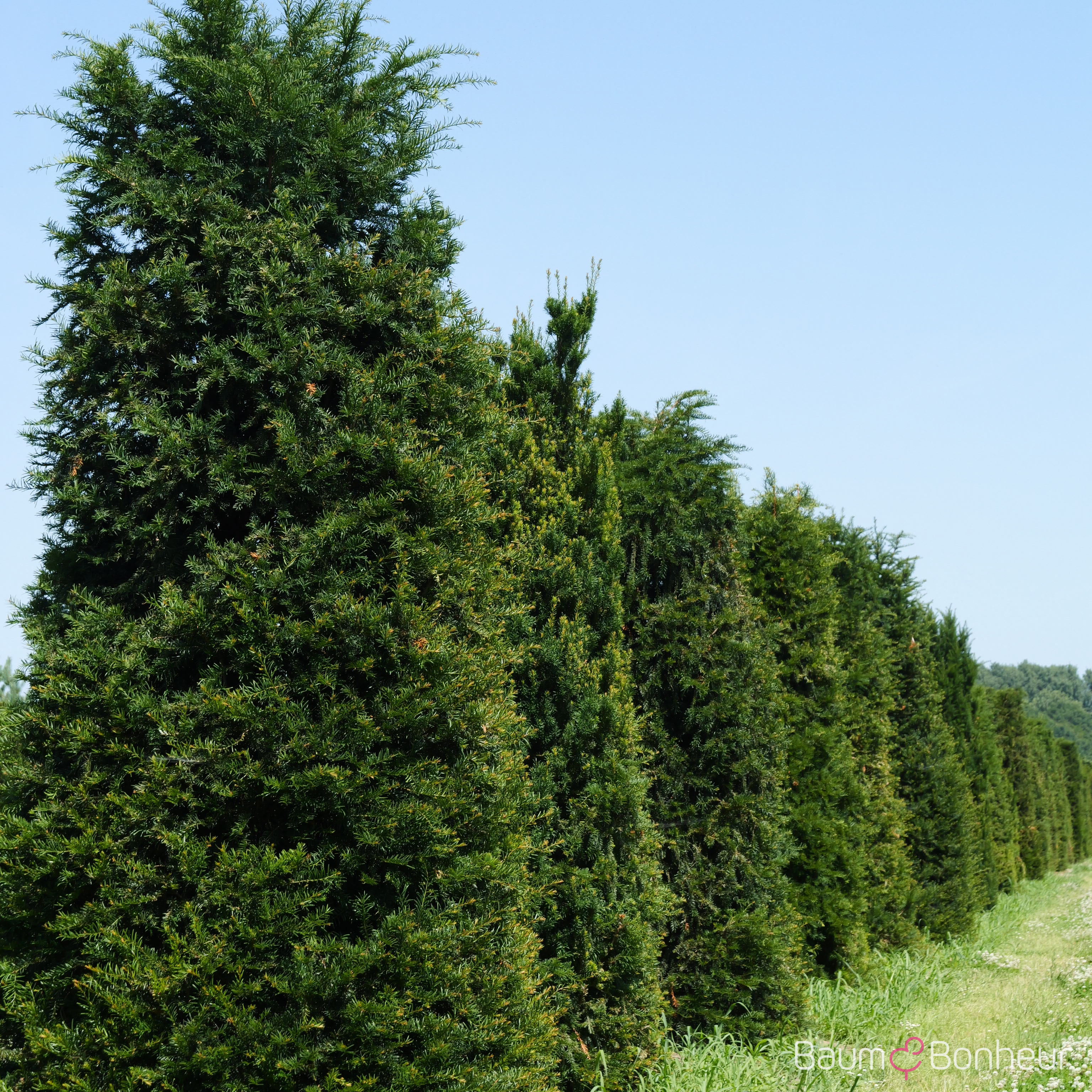 Taxus baccata