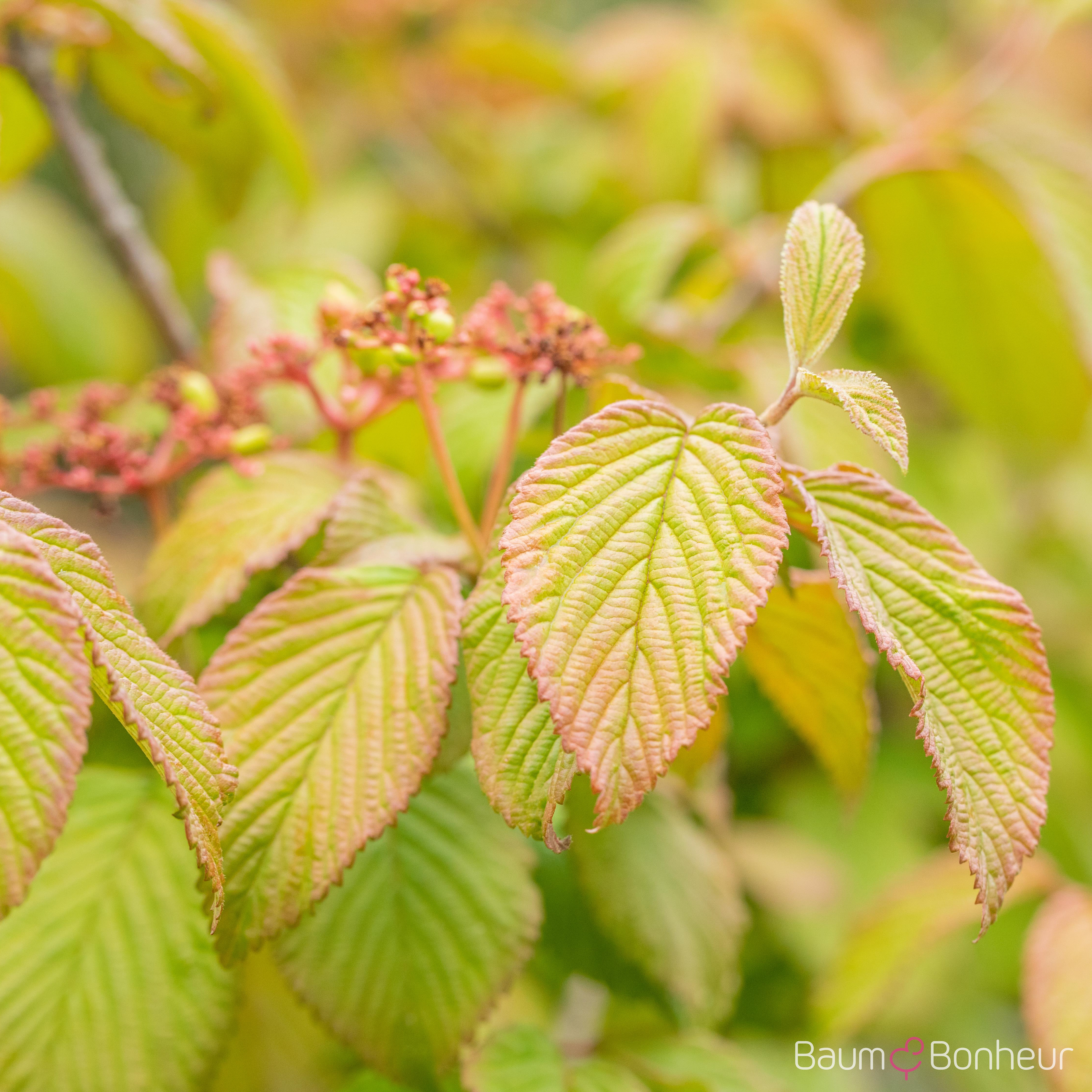 Viburnum plicatum f. tomentosum
