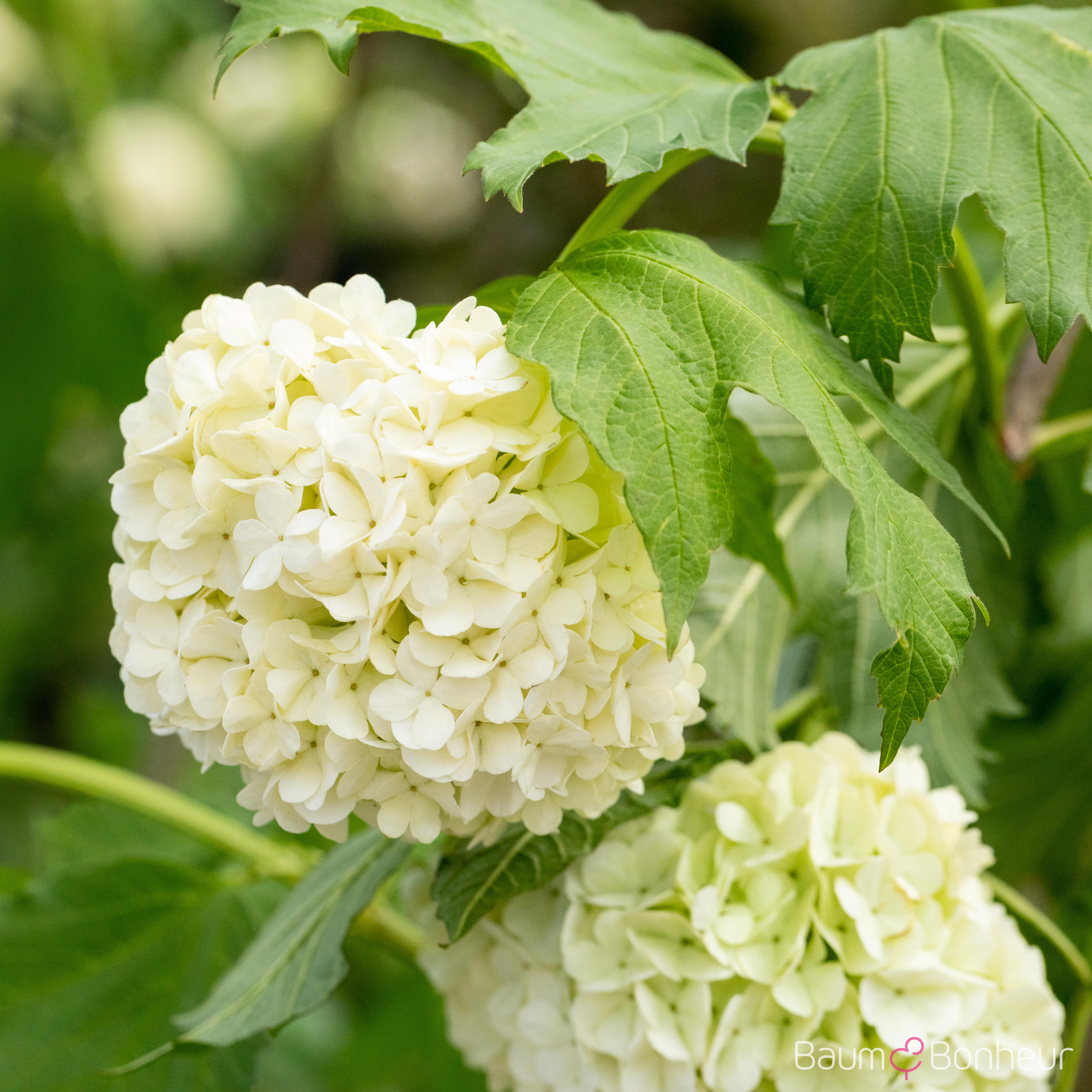 Viburnum opulus 'Roseum'