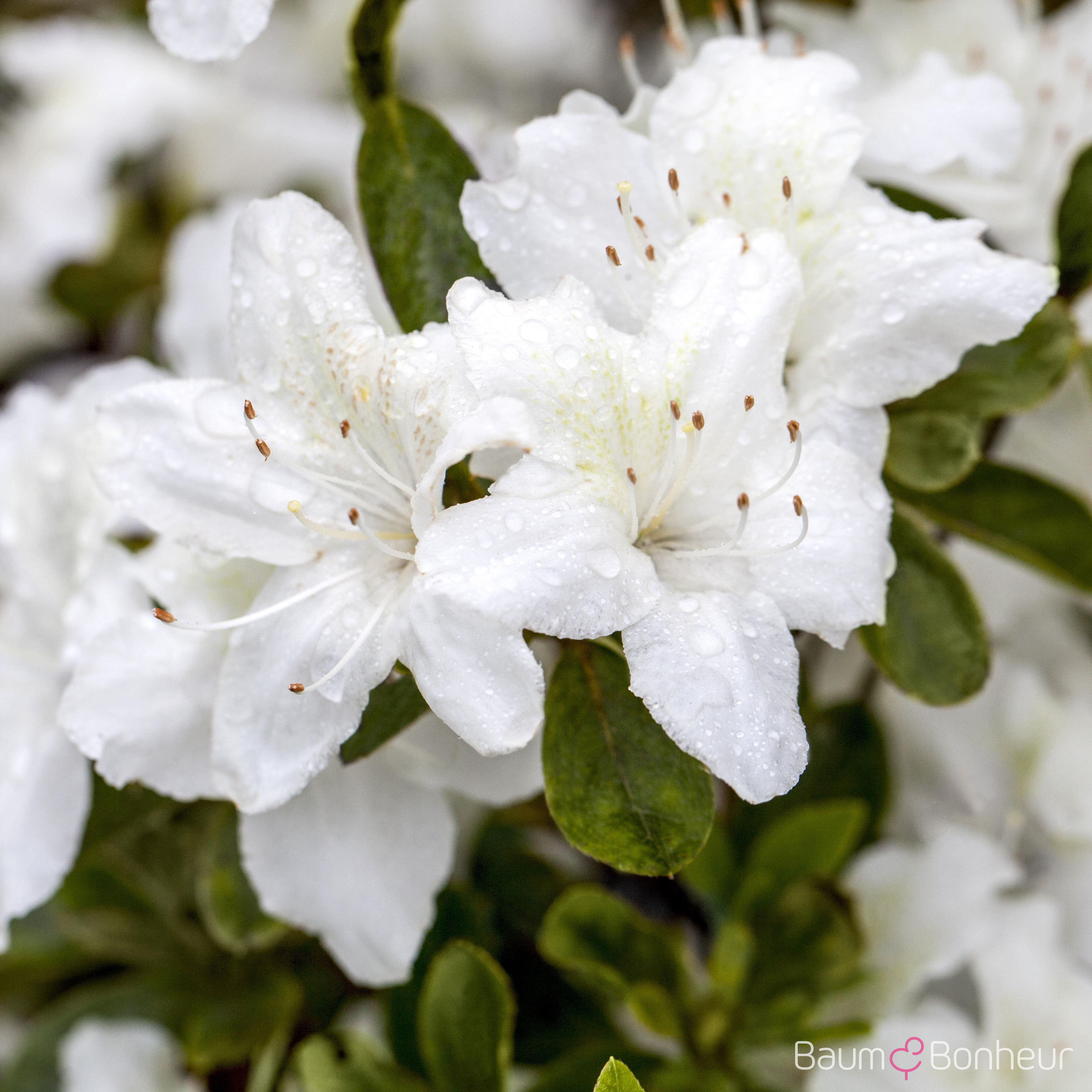Rhododendron BGA 'Diamant Weiss'®