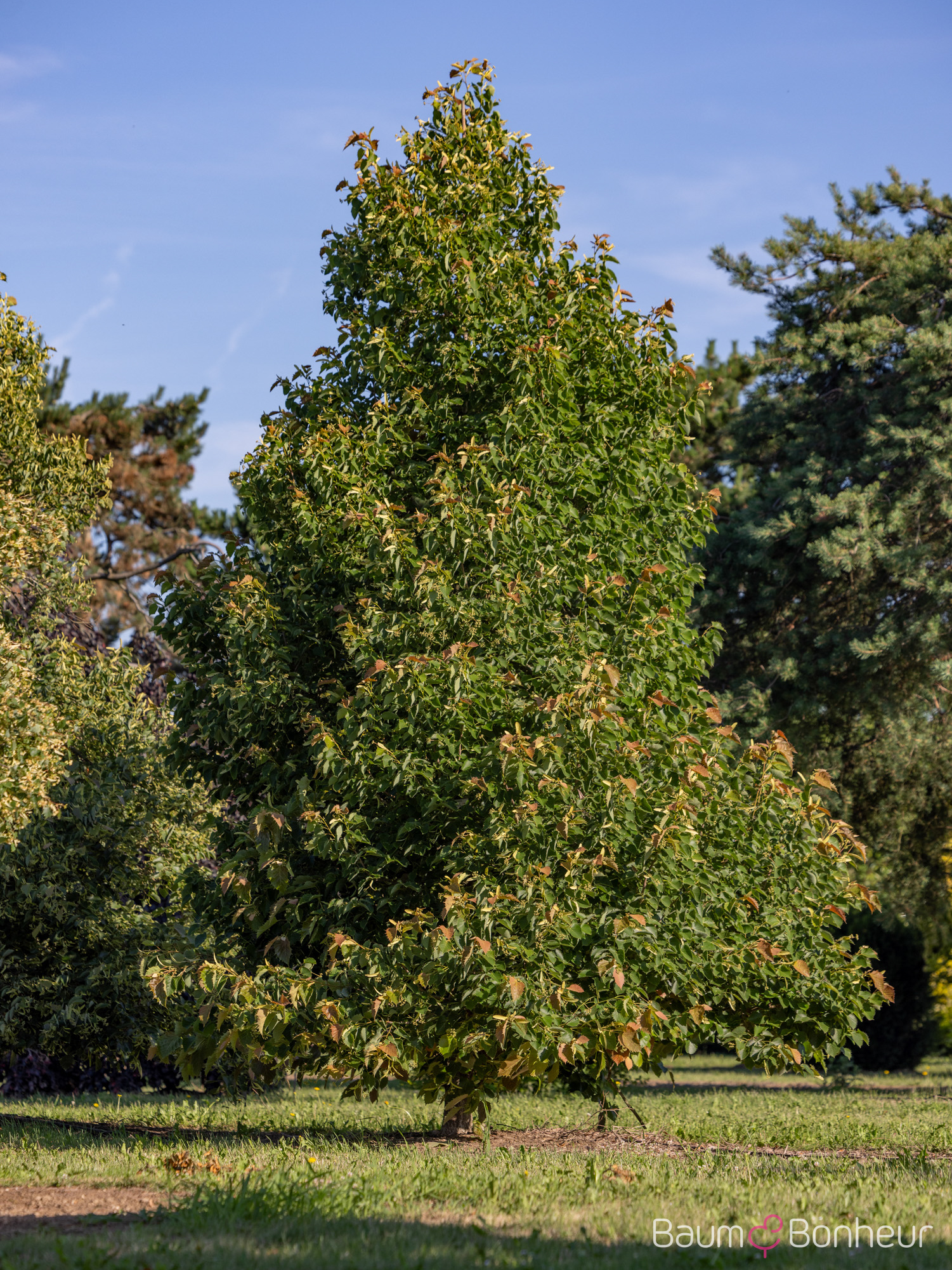 Tilia henryana