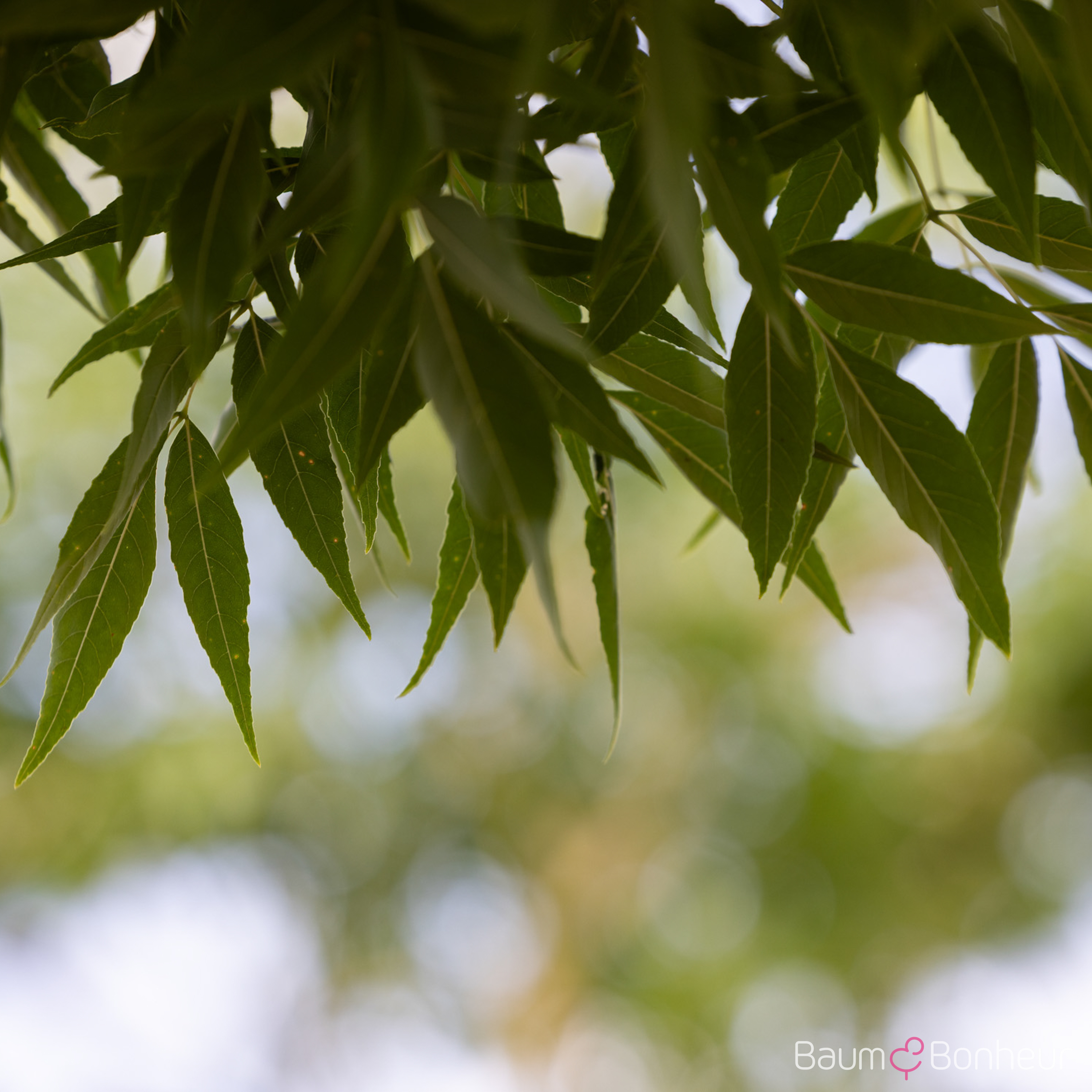 Fraxinus pennsylvanica 'Summit'