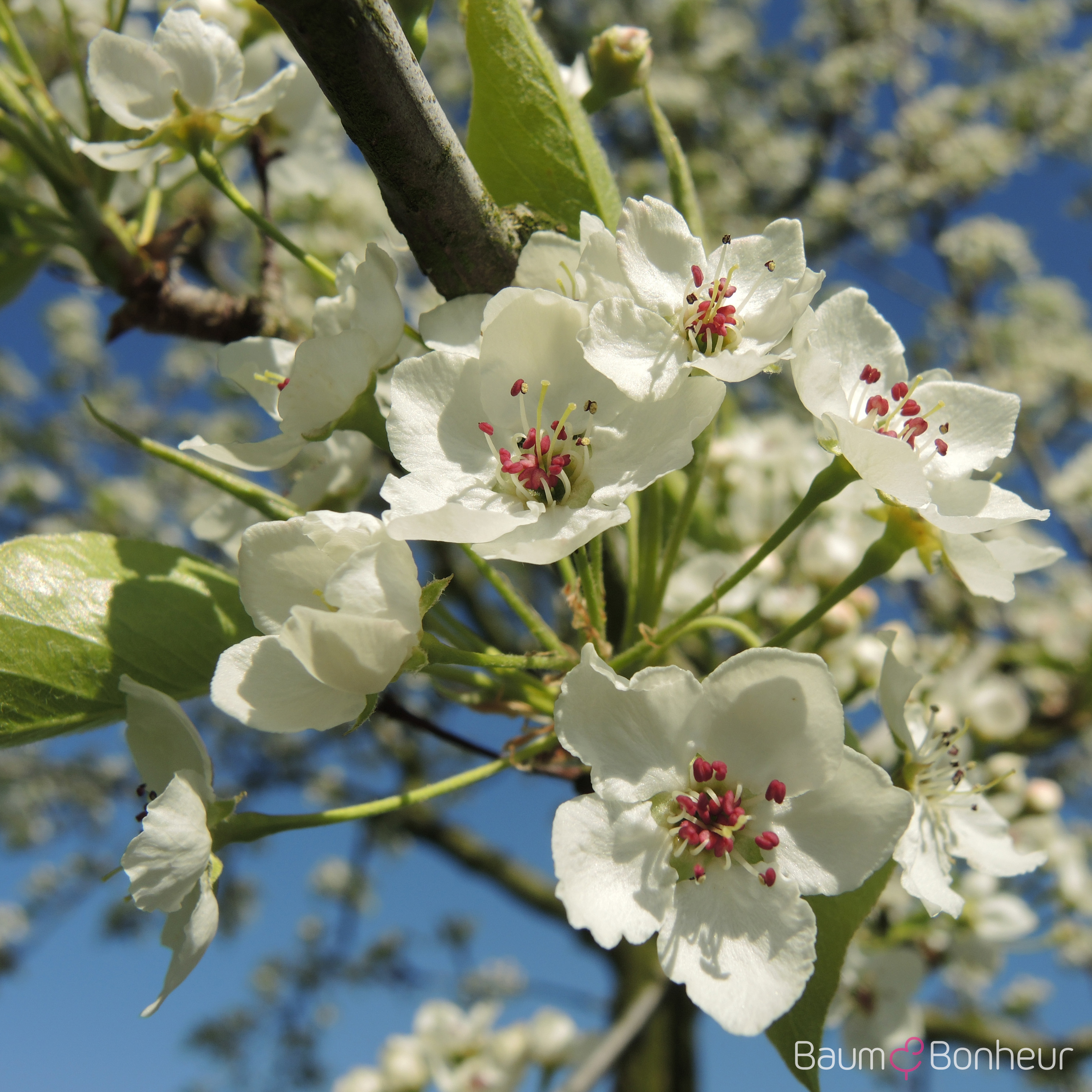 Pyrus calleryana 'Bradford'