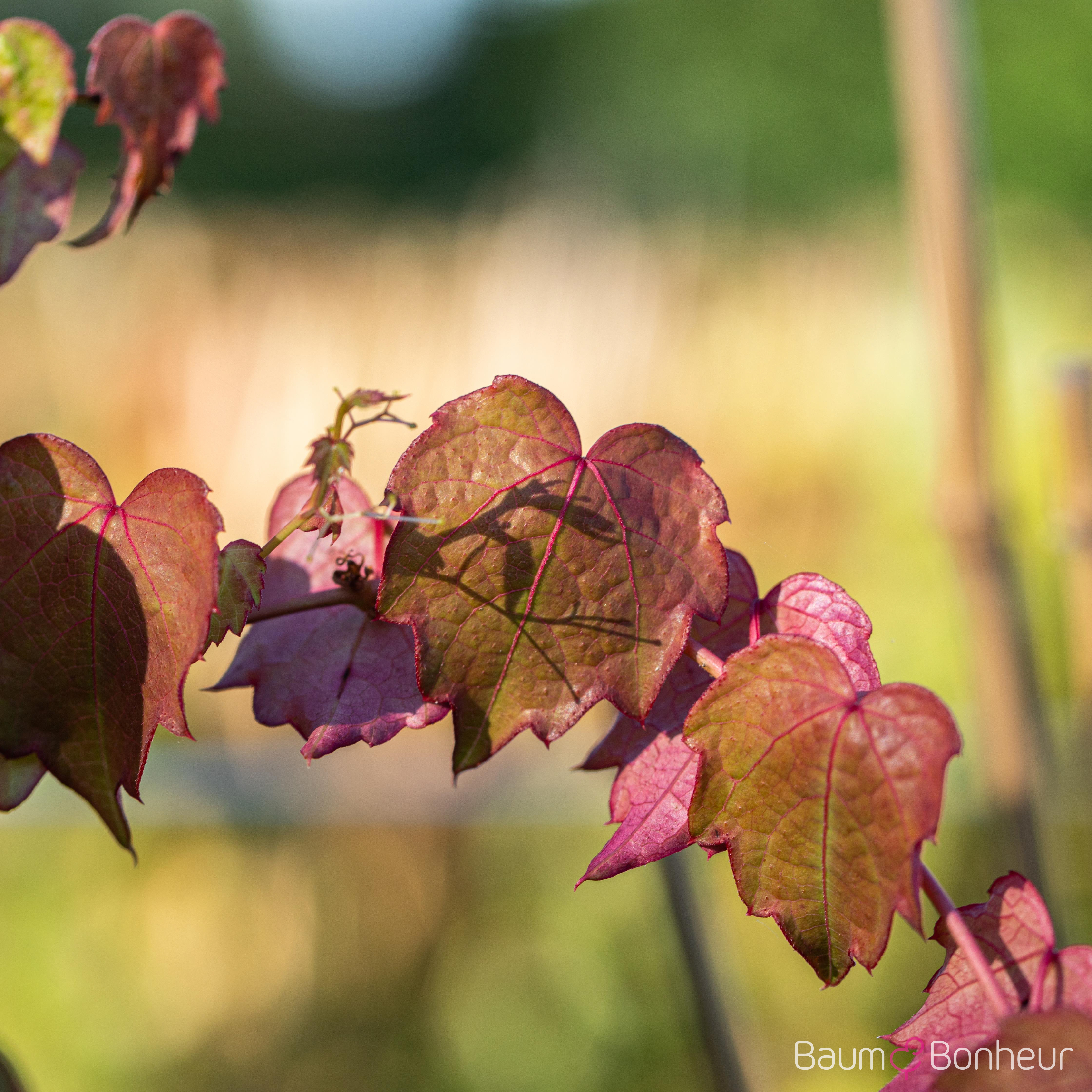 Parthenocissus tric.'Veitchii'