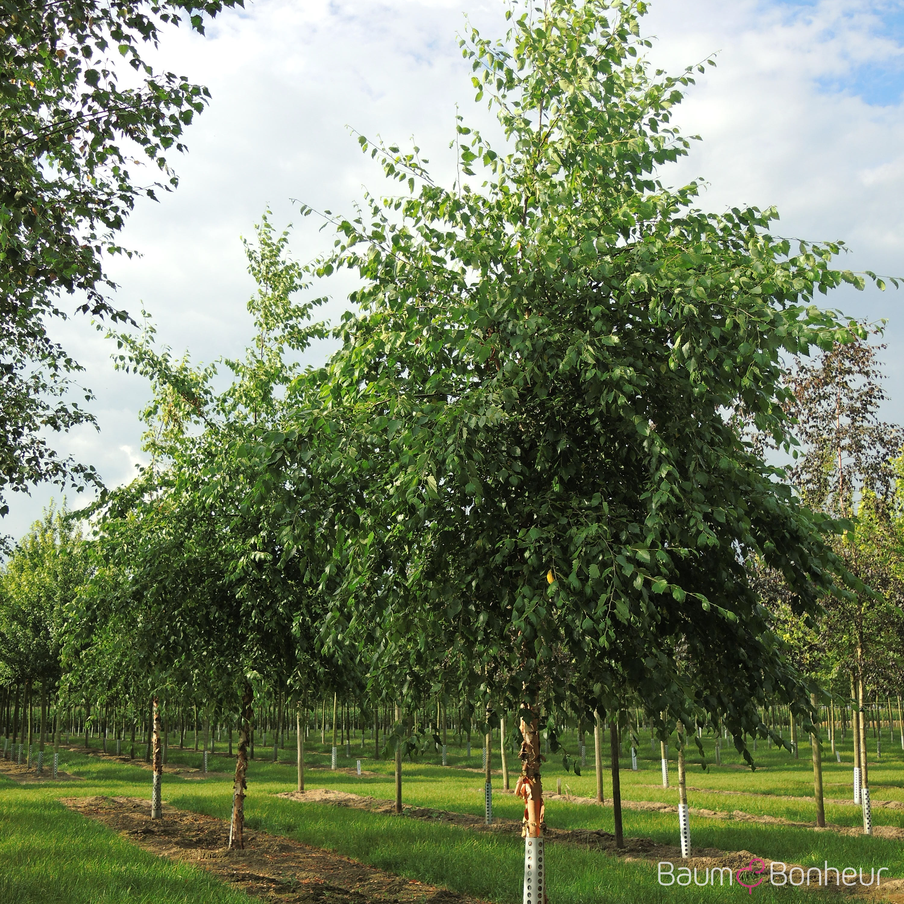 Betula nigra 'Heritage'