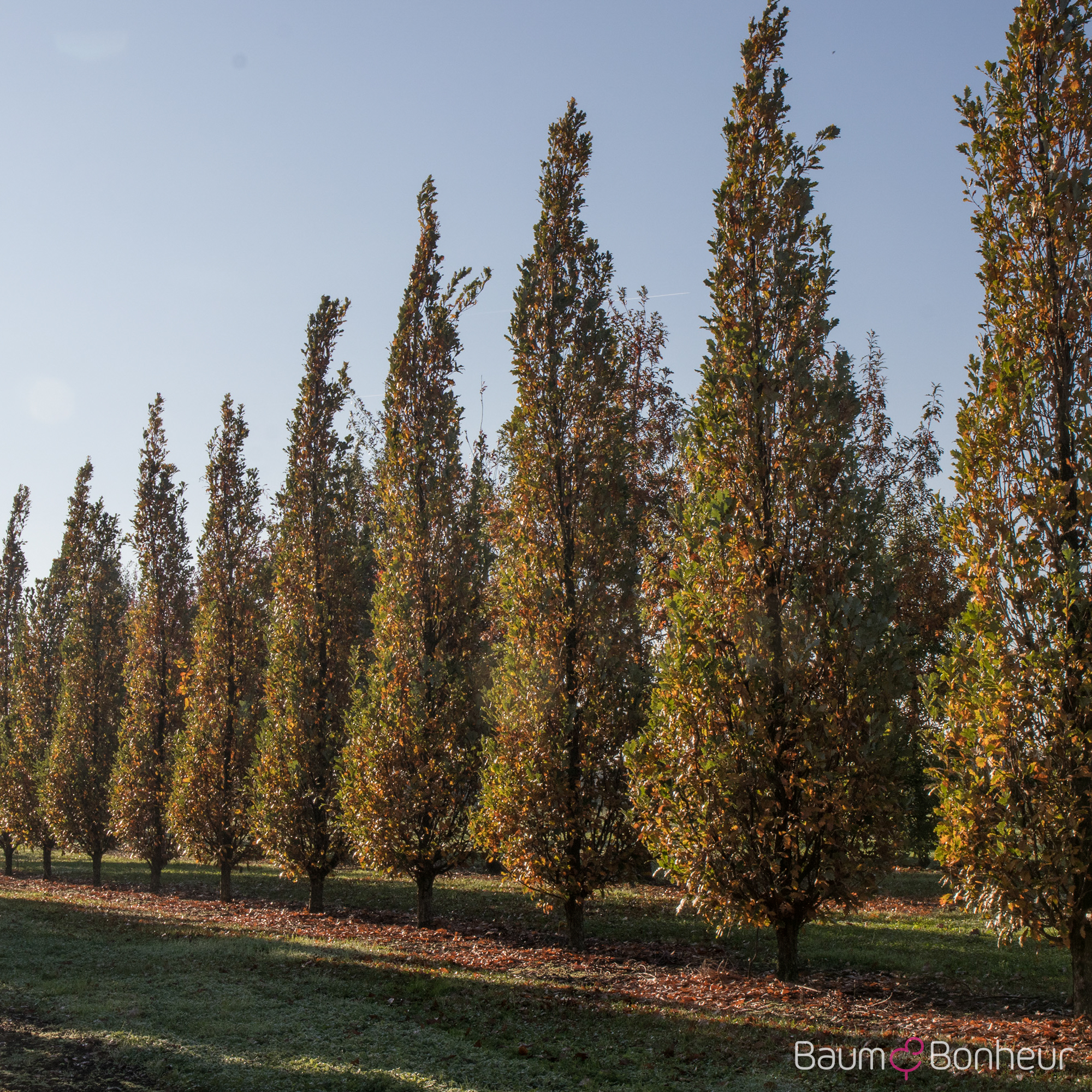 Quercus warei 'Long'
