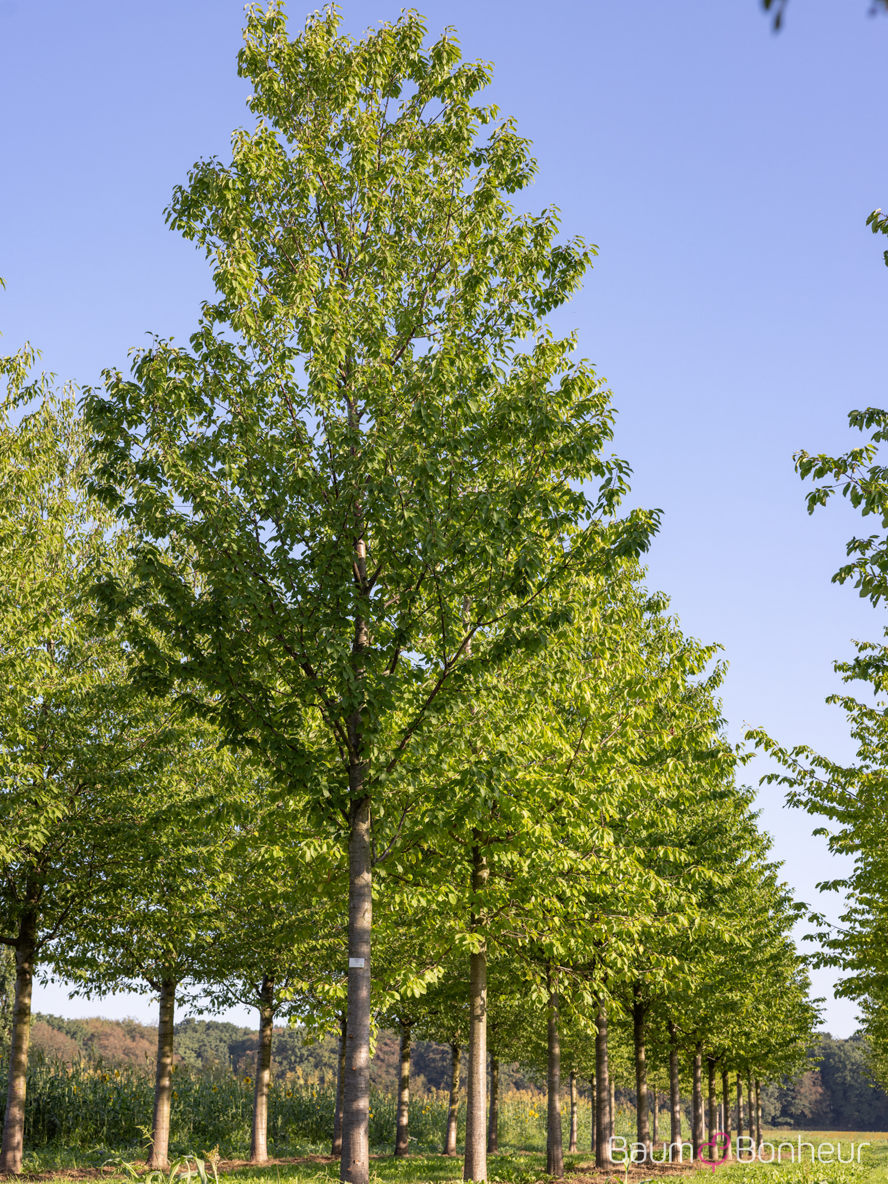 Prunus avium