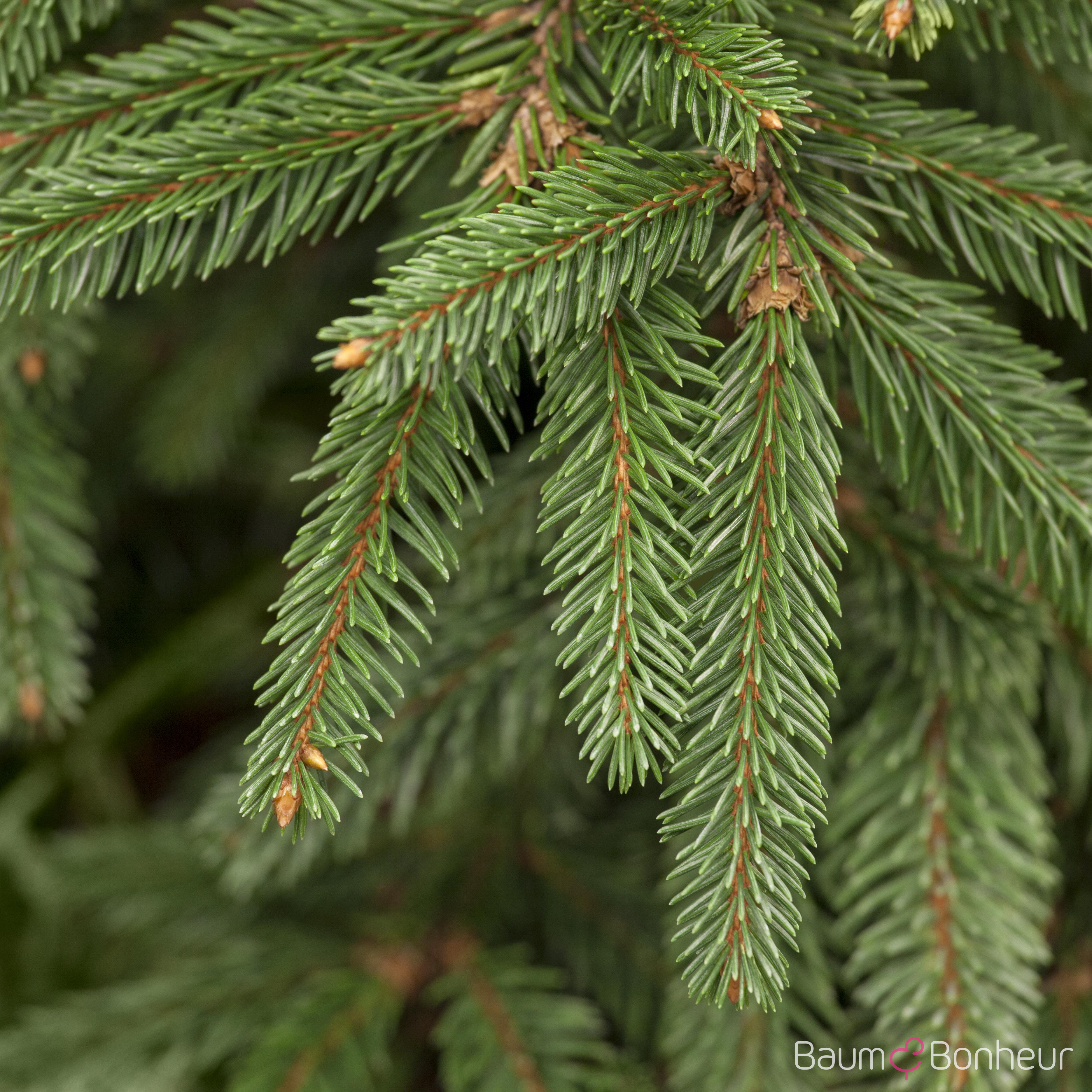 Picea abies 'Inversa'