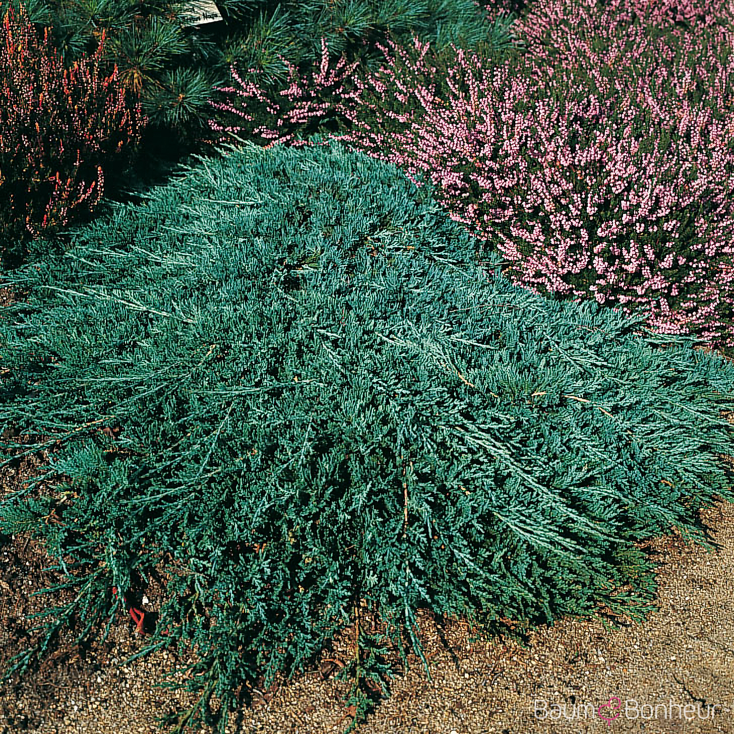 Juniperus horizontalis 'Glauca'