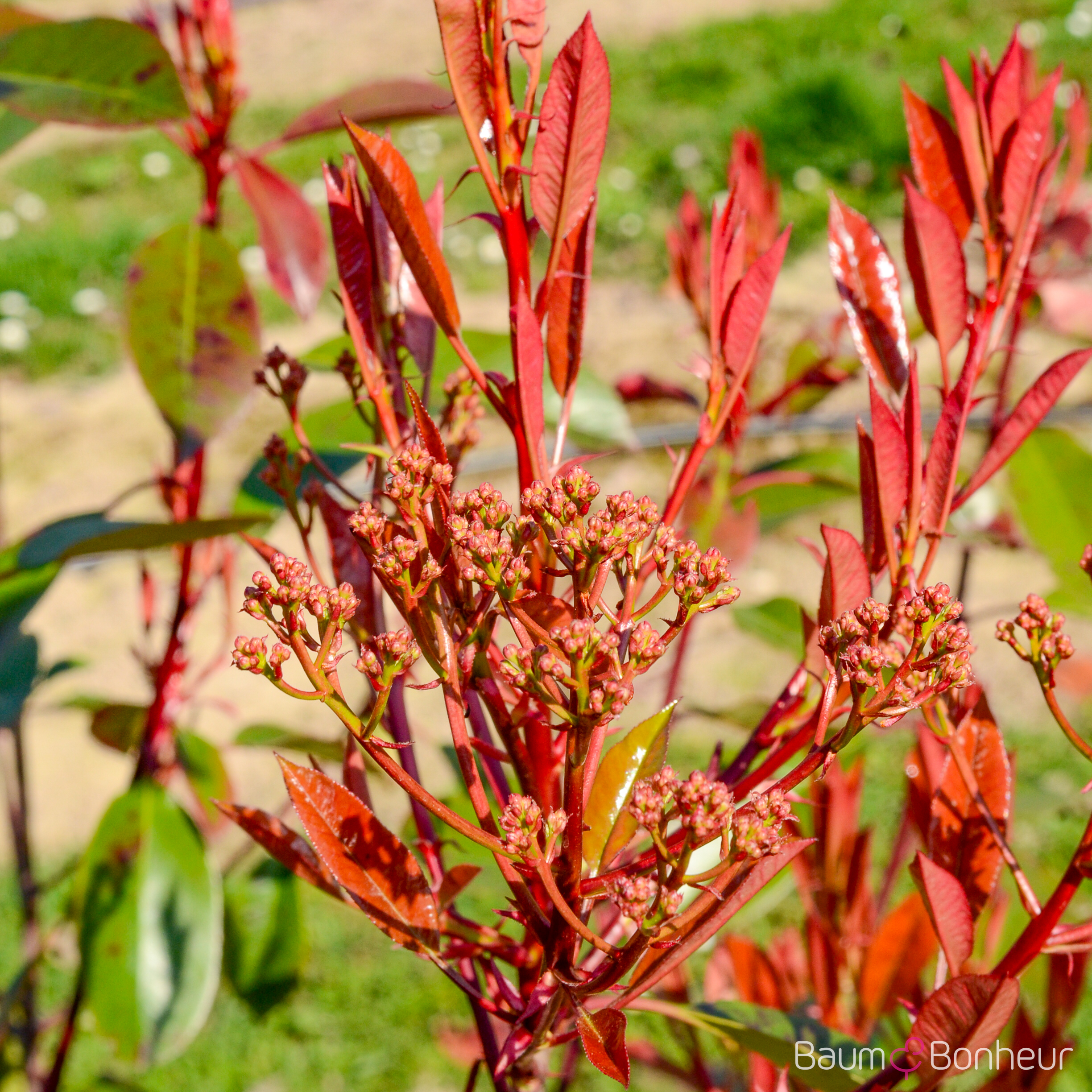 Photinia fraseri 'Red Robin'