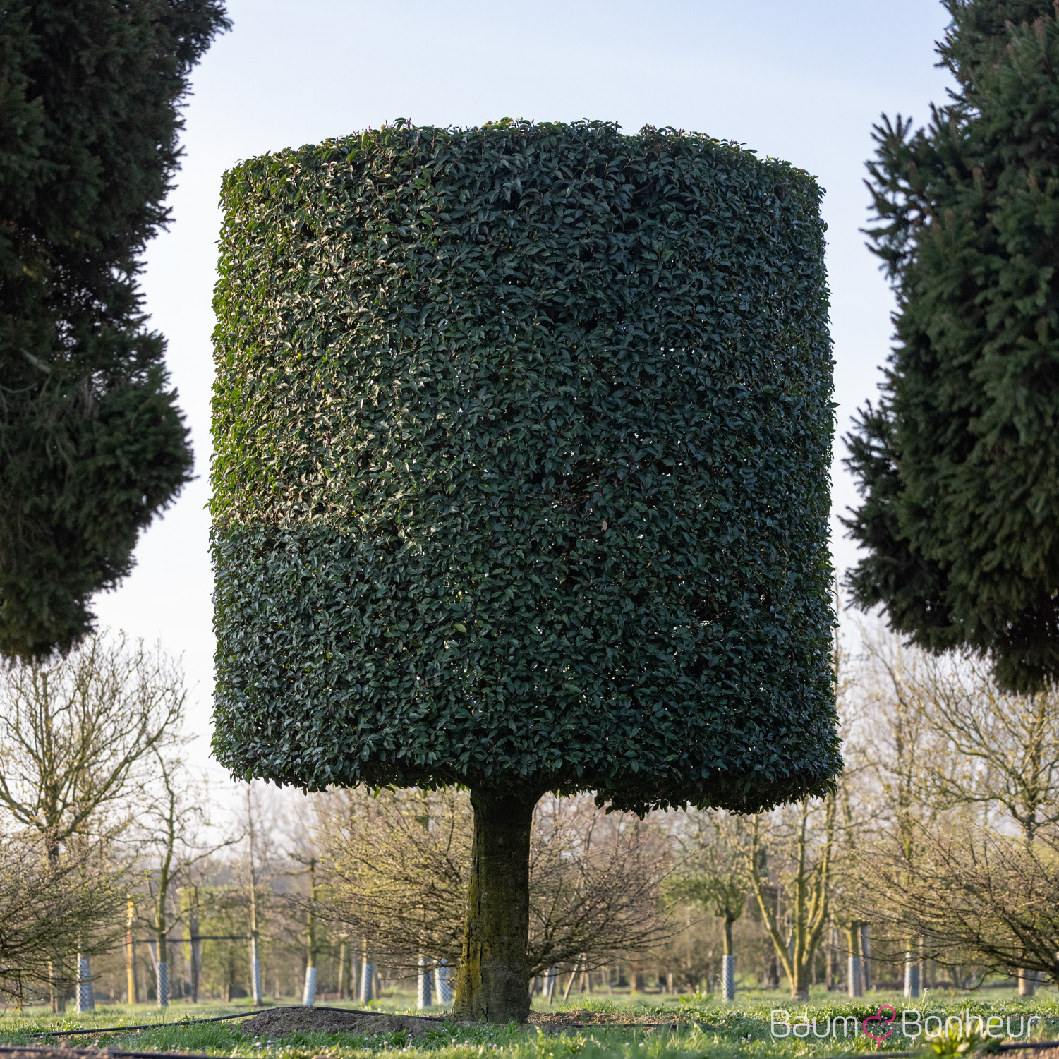 Prunus lusitanica