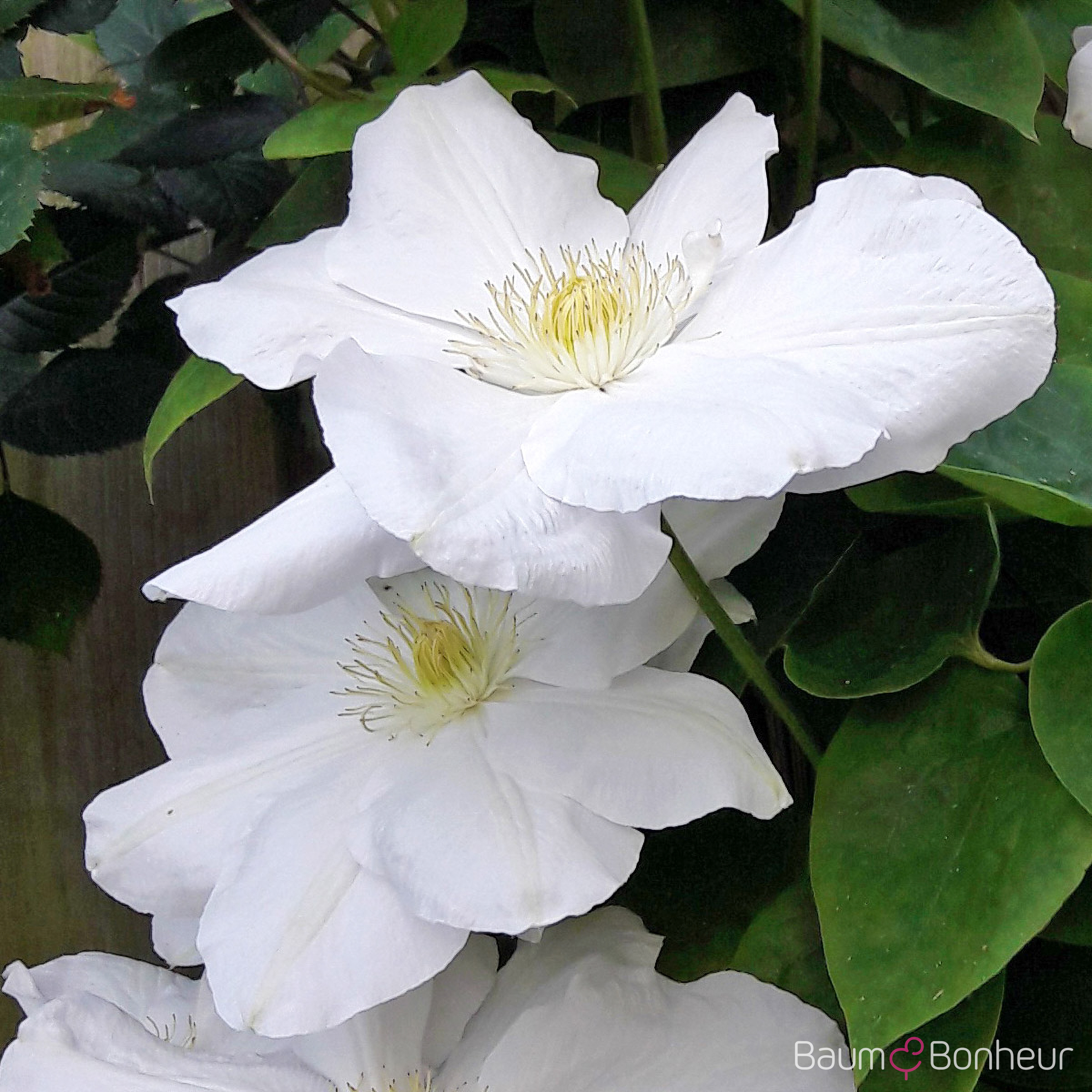 Clematis 'Madame Le Coultre'