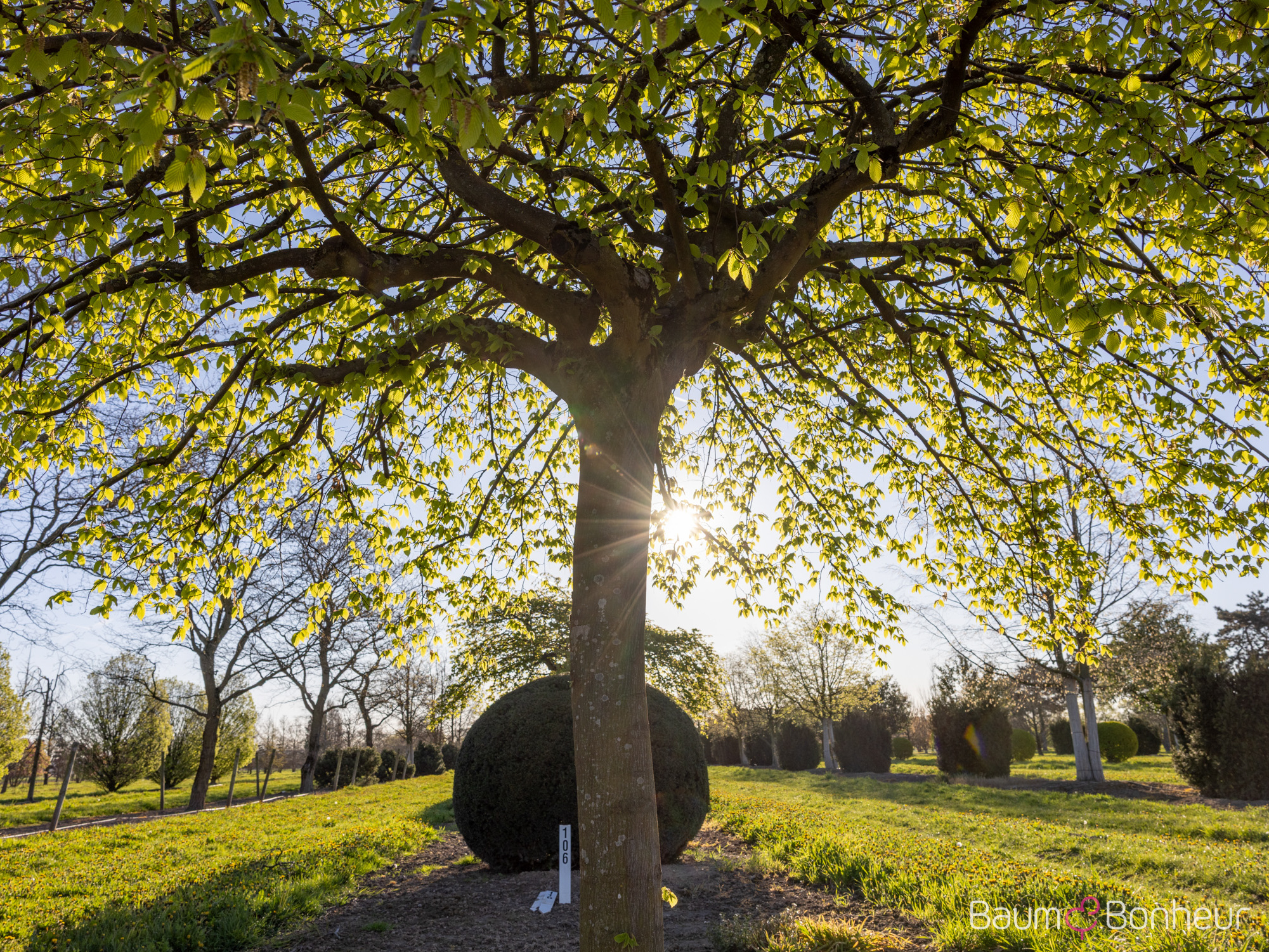 Carpinus betulus 'Pendula'