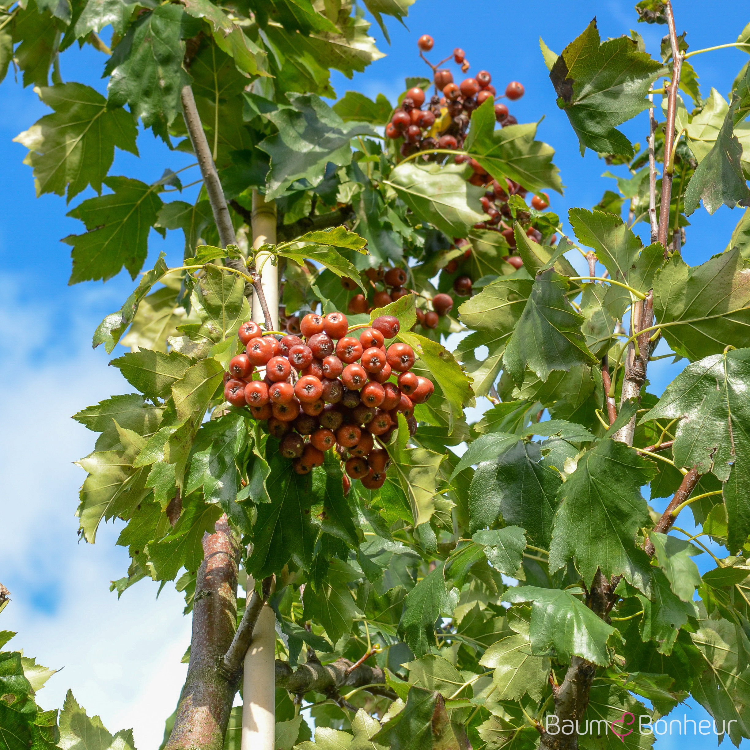 Sorbus torminalis