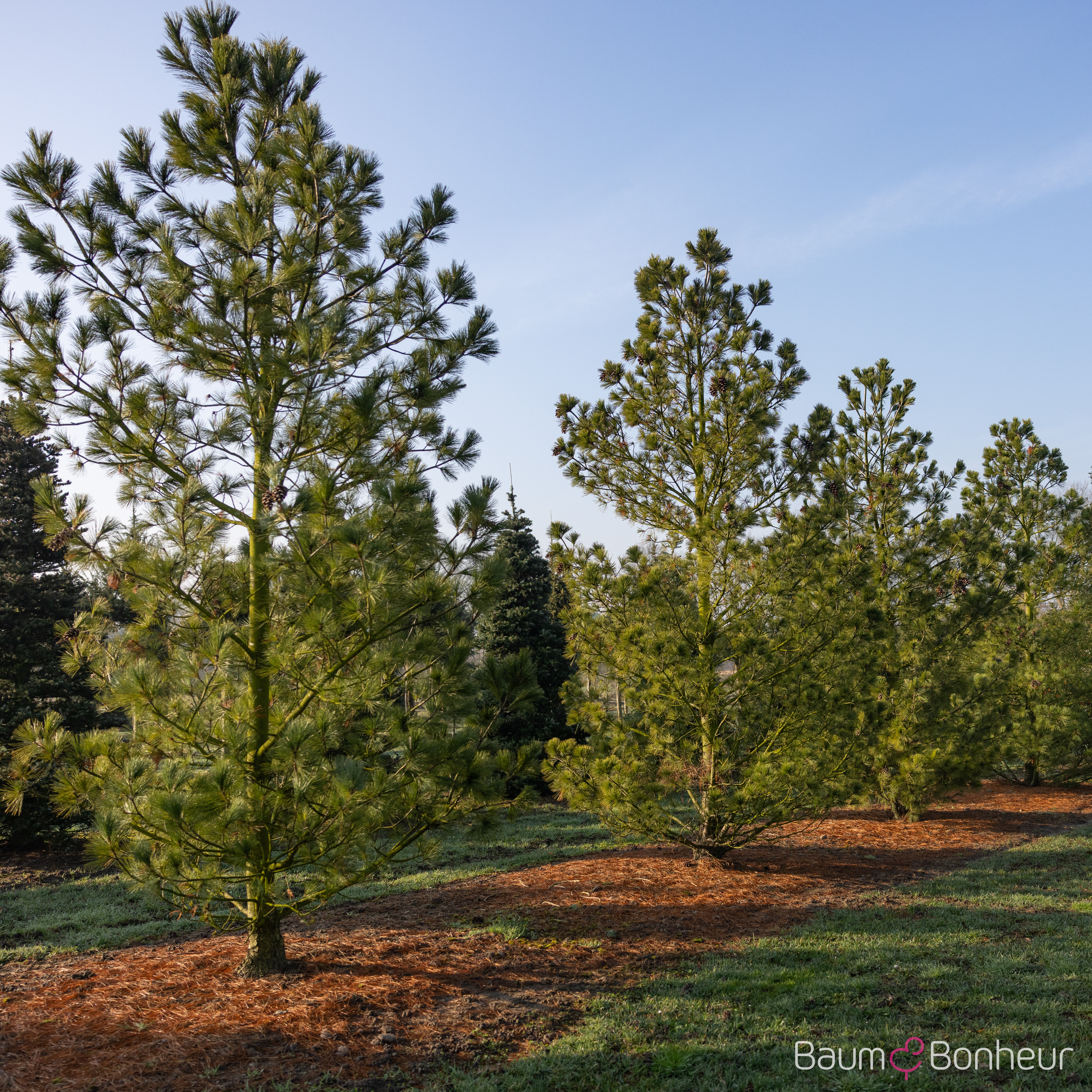 Pinus peuce